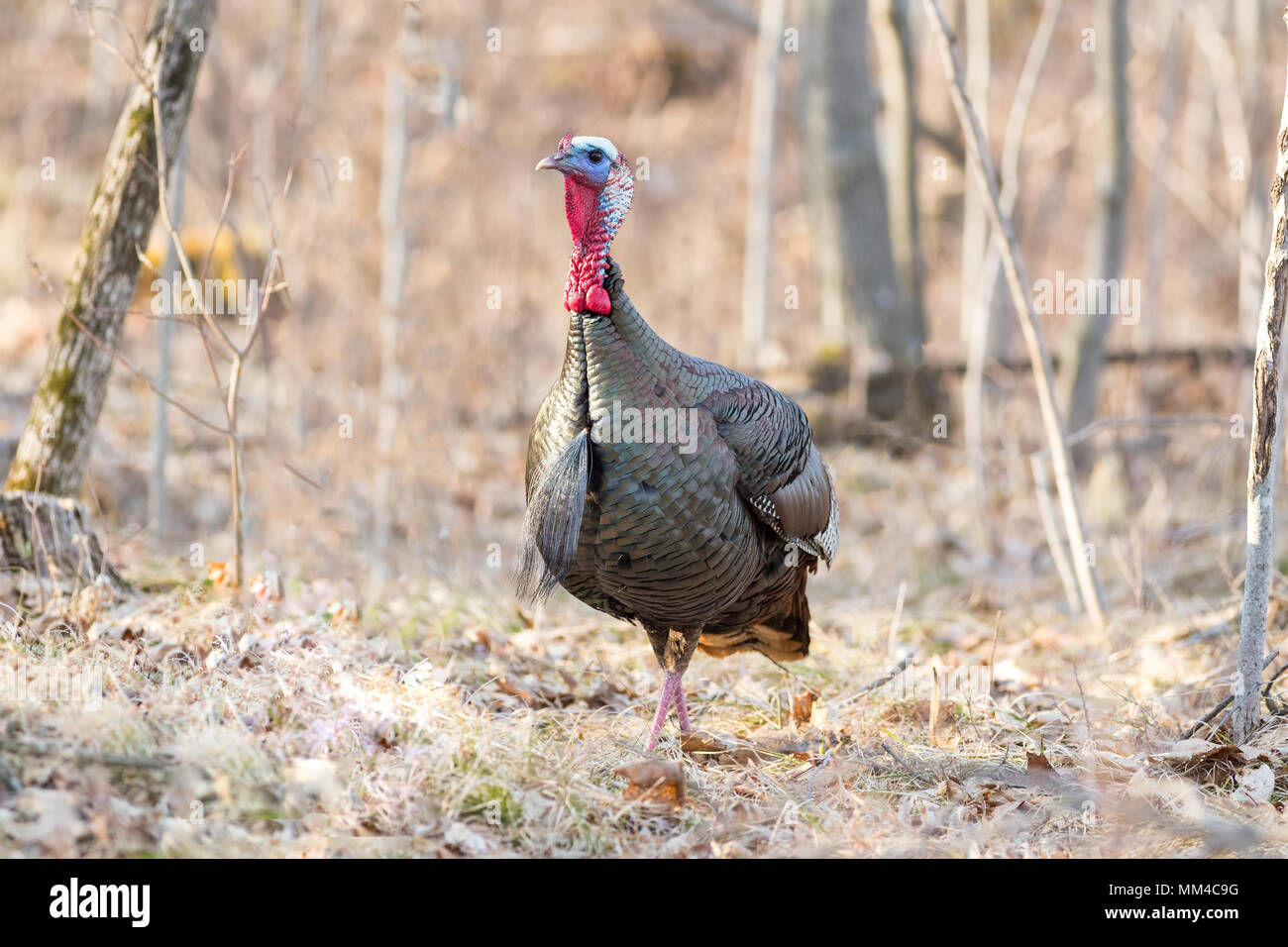 Eastern Wild Turchia Foto Stock