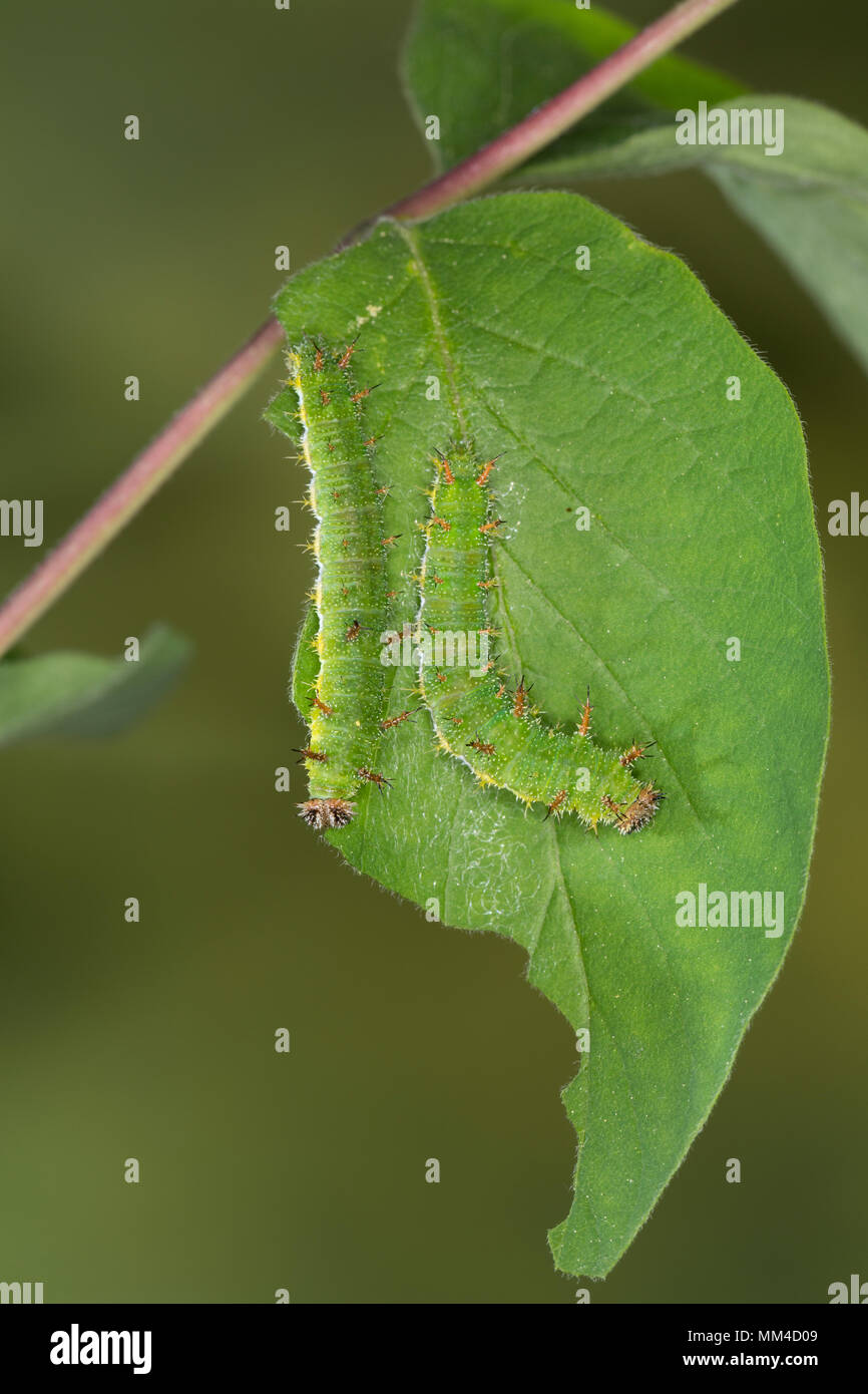 Kleiner Eisvogel, Kleiner Eisfalter, Raupe, Limenitis camilla, Ladoga camilla, Eurasian Ammiraglio bianco, bianco Admiral, Caterpillar, Le Petit sylvain, E Foto Stock