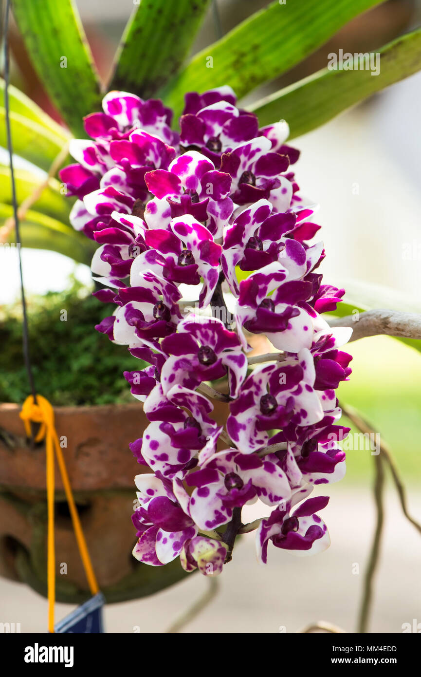 Splendidi fiori di orchidee tropicali che fioriscono in un giardino in Thailandia. Foto Stock