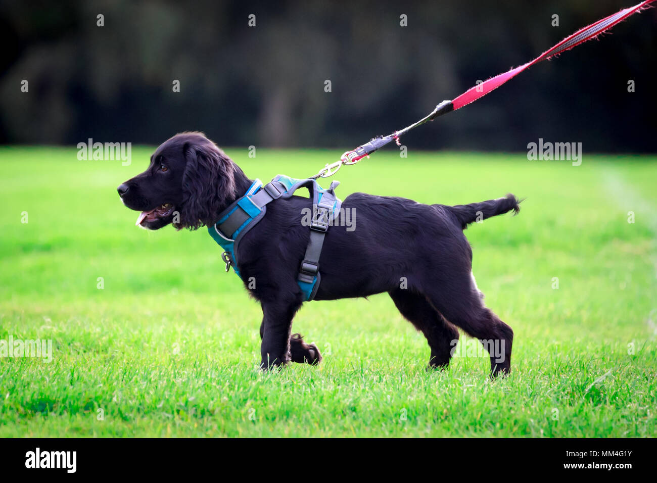 Un energico Sprocker nero cucciolo di cane godendo di una corsa intorno al parco. Sta indossando un cablaggio e si trova su una derivazione. Foto Stock