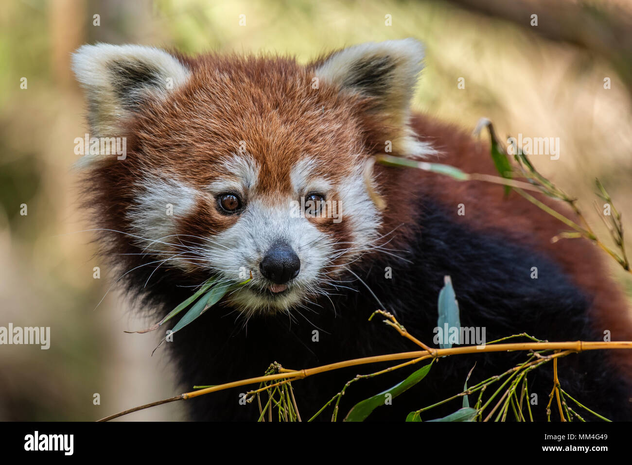 Il panda rosso o anche conosciuto come il rosso Cat-Bear. È leggermente più grande di un gatto domestico e mosty è trovato nell'Himalaya orientale's Foto Stock