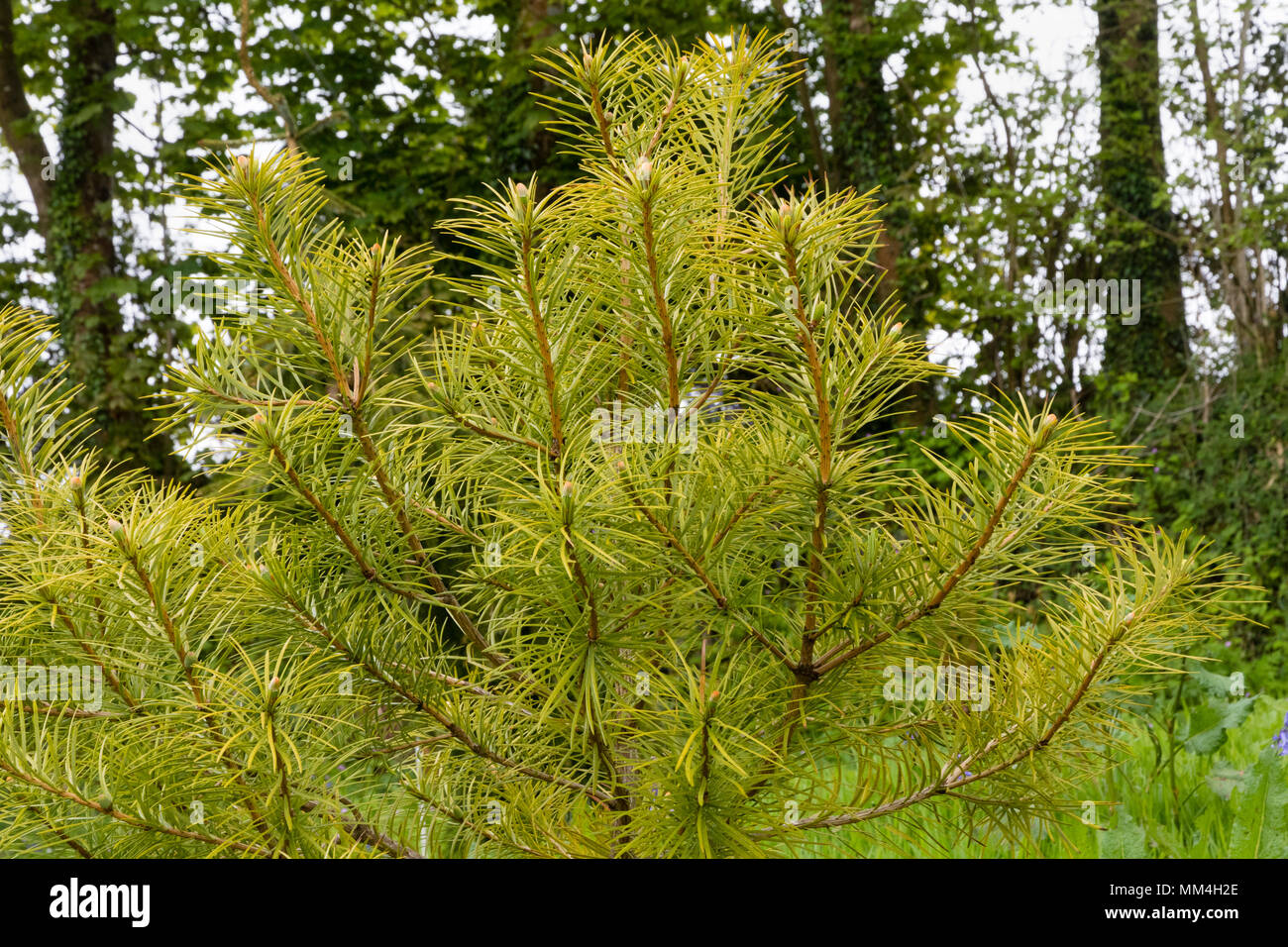 Giovani esemplari di una specie minacciata di conifere argyrophylla Cathaya nell'arboreto al Garden House, Buckland Monachorum, Devon, Regno Unito Foto Stock