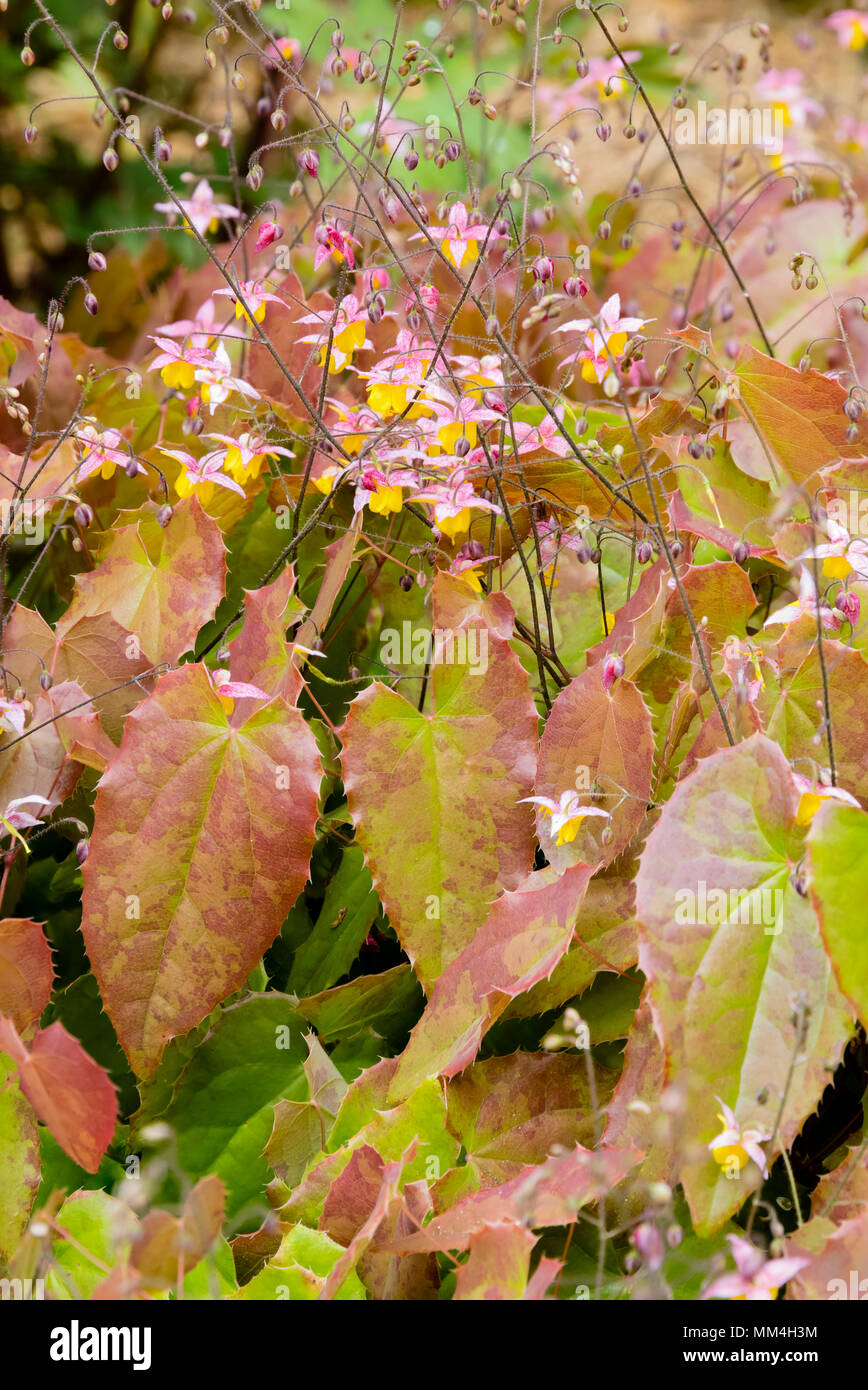 La messa a fuoco immagine sovrapposta dei piccoli fiori di primavera e rosso contrassegnato con fogliame del barrenwort, Epimedium 'Wildside Ruby' Foto Stock