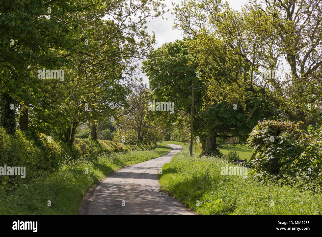 Rural Northamptonshire - uno stretto vicolo del paese si snoda tra ampi, verde sconfinano, siepi e alberi. Il sole proietta ombre sulla corsia. Foto Stock