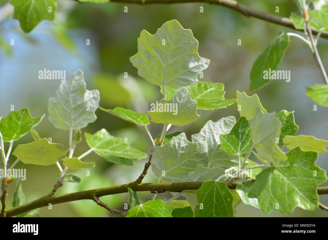 Il pioppo bianco ‎tree Populus alba foglie, parte inferiore bianca, ALBERO DEL REGNO UNITO Foto Stock