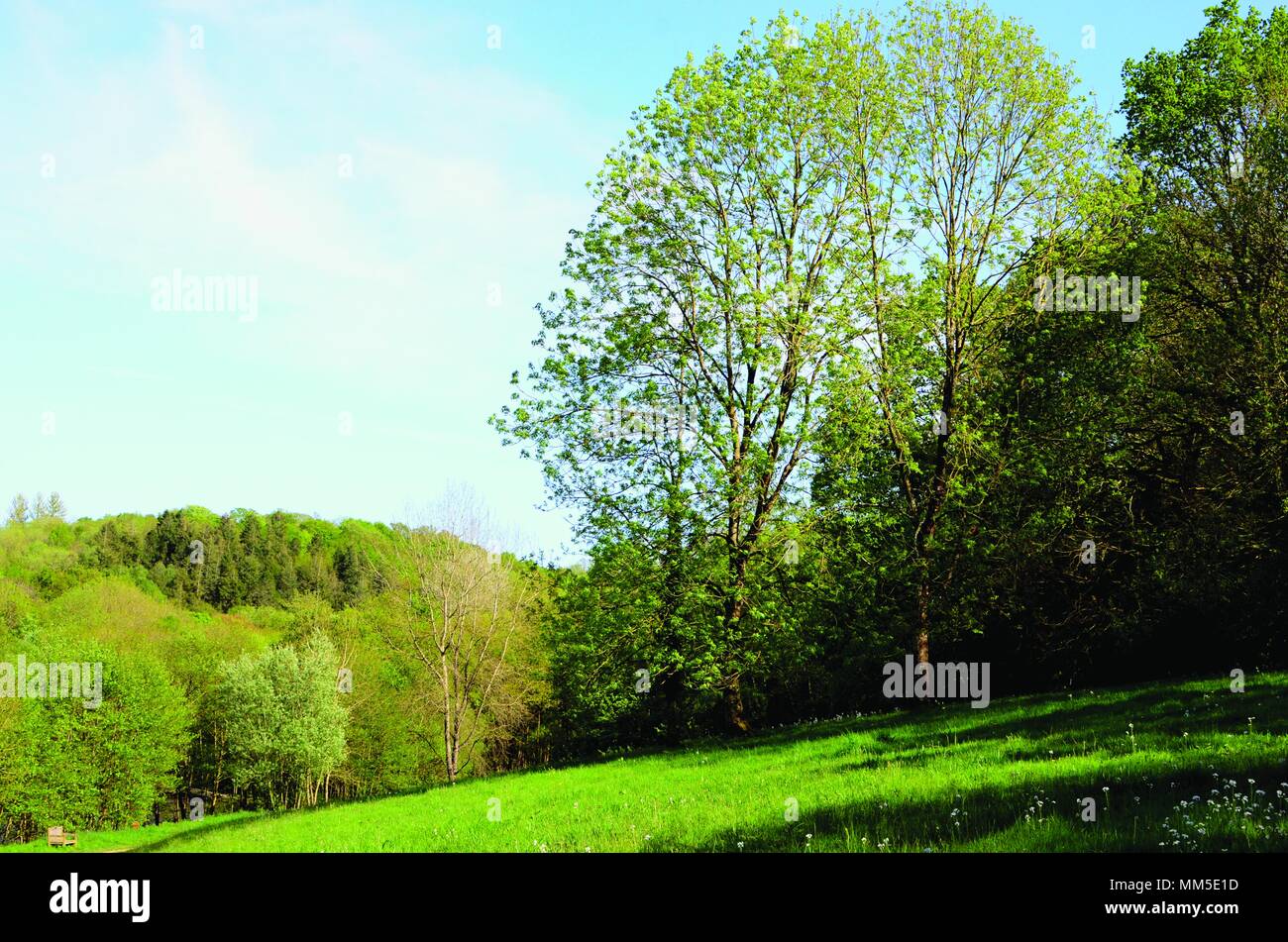 British boschi e pascoli paesaggio nella luce del sole Foto Stock