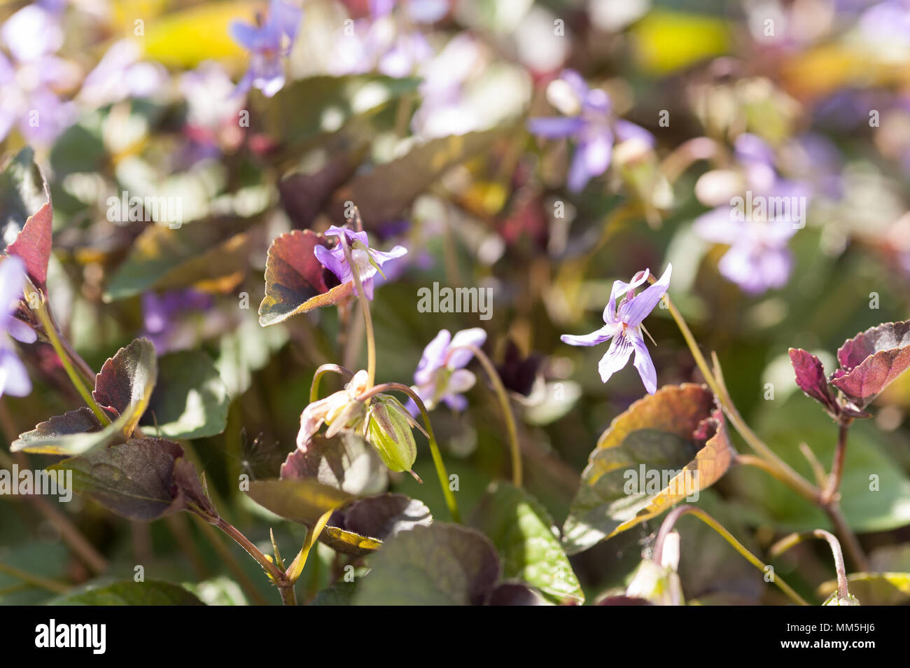 Bella viola selvatica profumata visto da molti come un erbaccia ancora hanno proprietà di erbe - antisettico, antifungini, anti-infiammatorio legno = viola Foto Stock