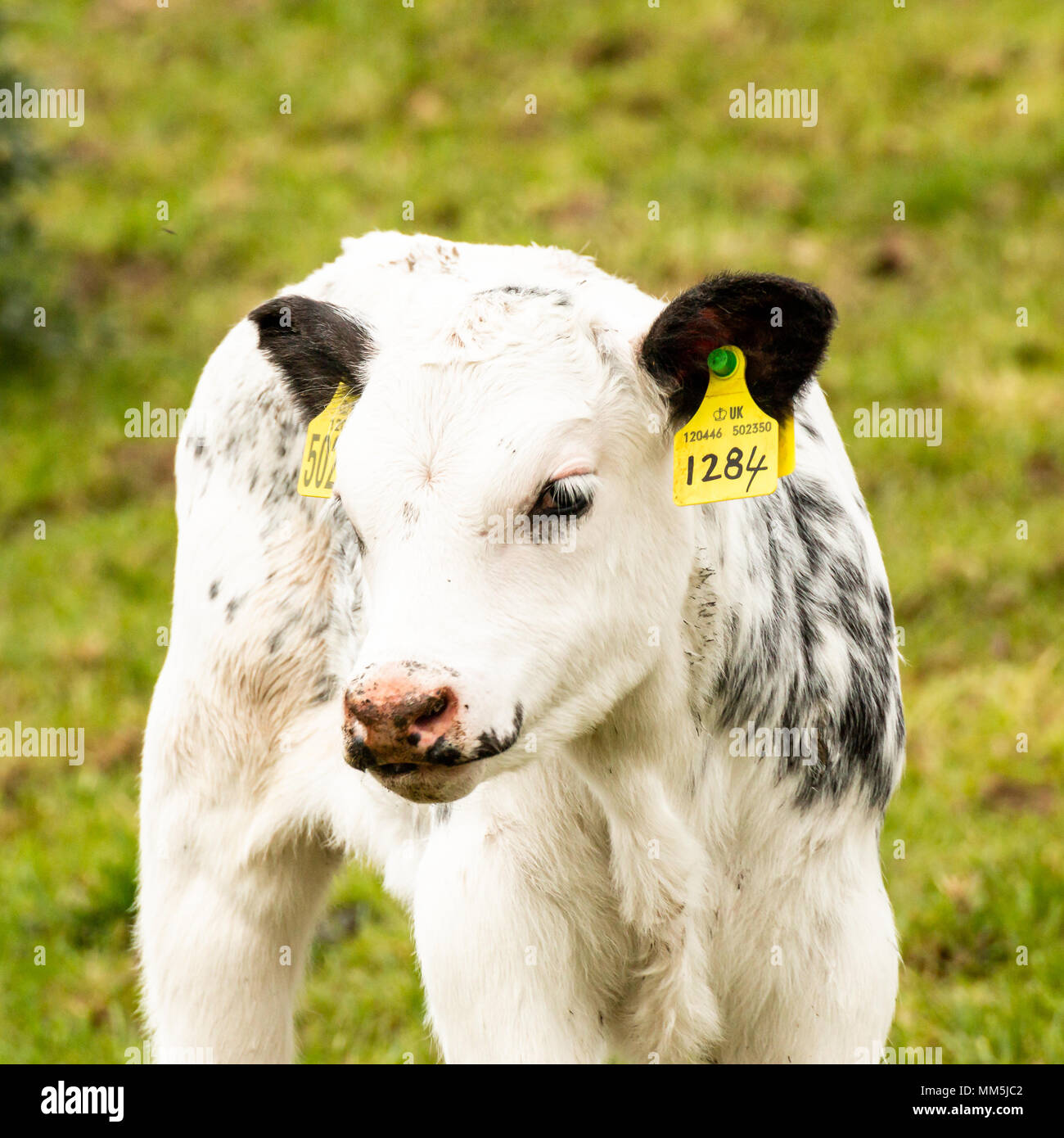 Vitello in un campo guardando la telecamera, bianco con contrassegno nero, etichettate nell'orecchio, aloan di vitello in foto, erba verde campo. Foto Stock