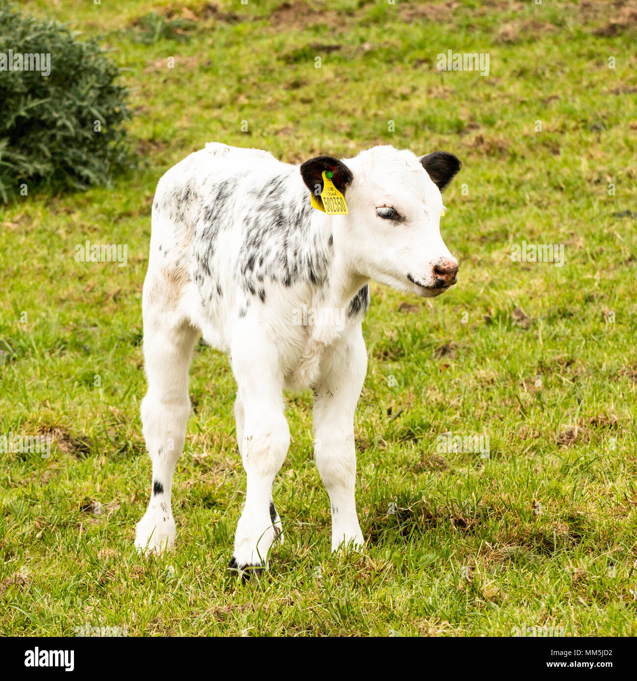 Vitello in un campo guardando la telecamera, bianco con contrassegno nero, etichettate nell'orecchio, aloan di vitello in foto, erba verde campo. Foto Stock