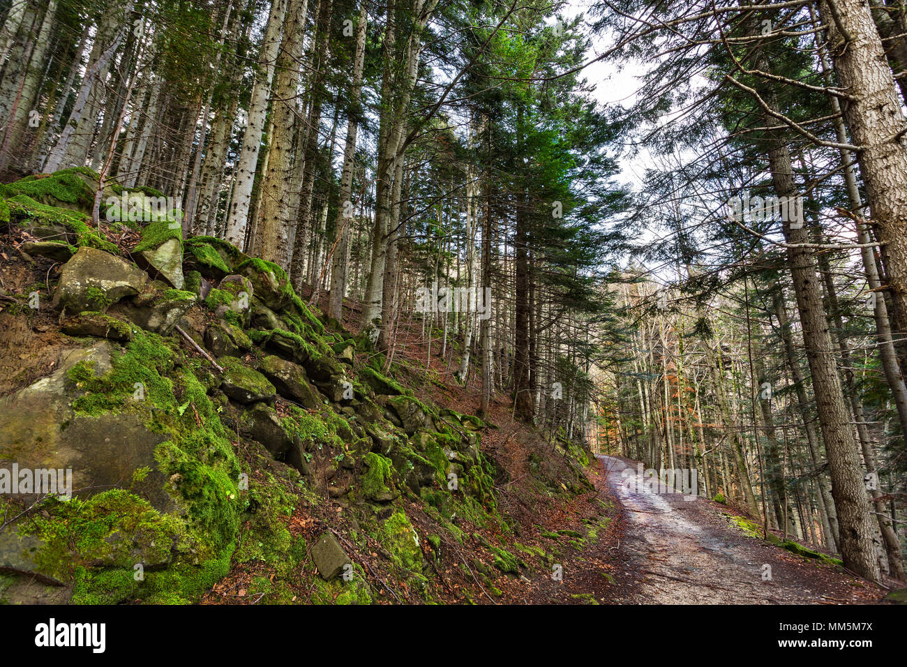 strada in legno di abete bianco. Parco Nazionale del Gran Sasso e Monti della Laga, Abruzzo, Italia, Europa Foto Stock