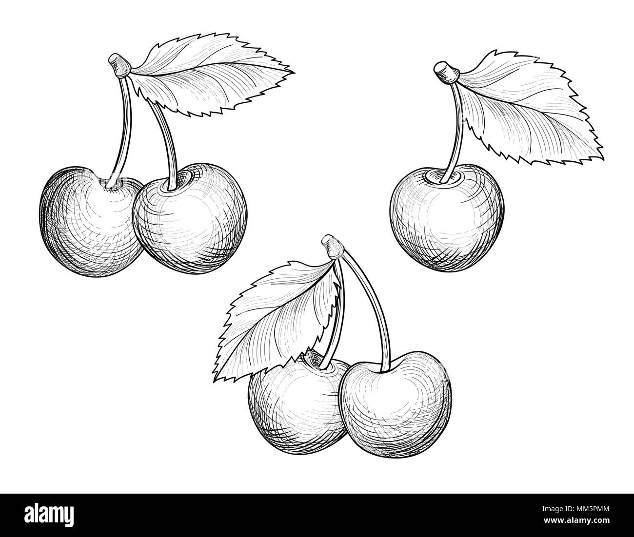 Ramo di ciliegio set. Disegnato a mano Collezione Berry. Fesh cherry schizzo in stile retrò. Frutta estiva dettagliata cibo vegetariano. Illustrazione Vettoriale
