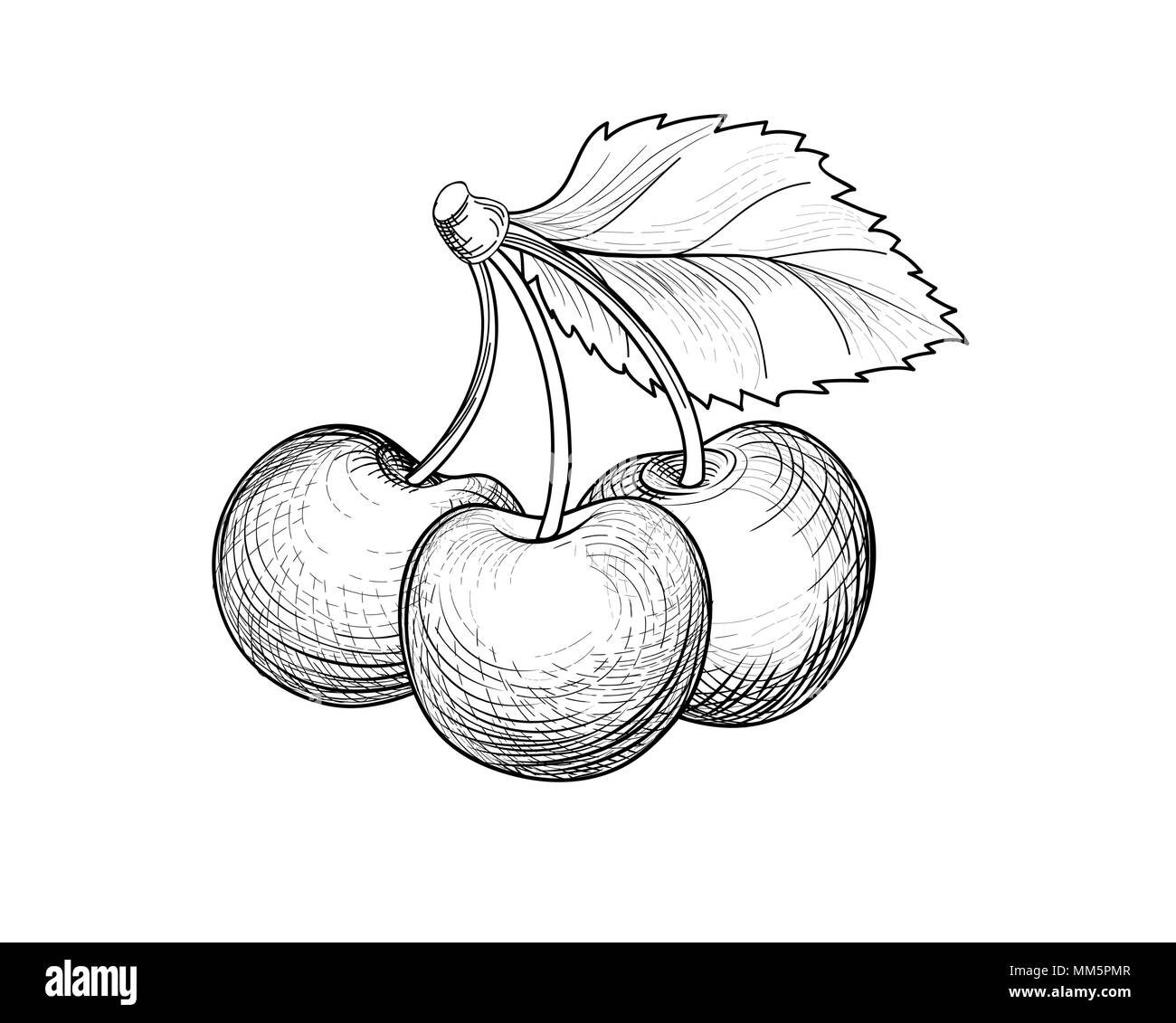 Ramo di ciliegio. Disegnata a mano berry. Fesh cherry schizzo in stile retrò. Frutta estiva dettagliata cibo vegetariano. Illustrazione Vettoriale