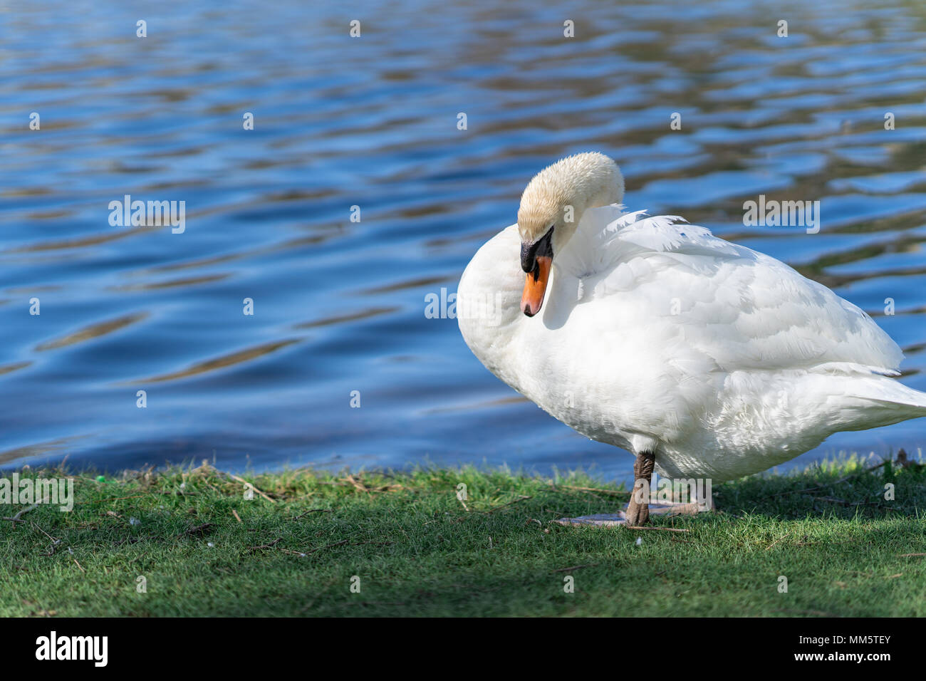 Bella Swan grazioso nei pressi di un laghetto di primavera. Elegante volatile toelettatura sul bordo d'acqua, forte collo curvo. Foto Stock