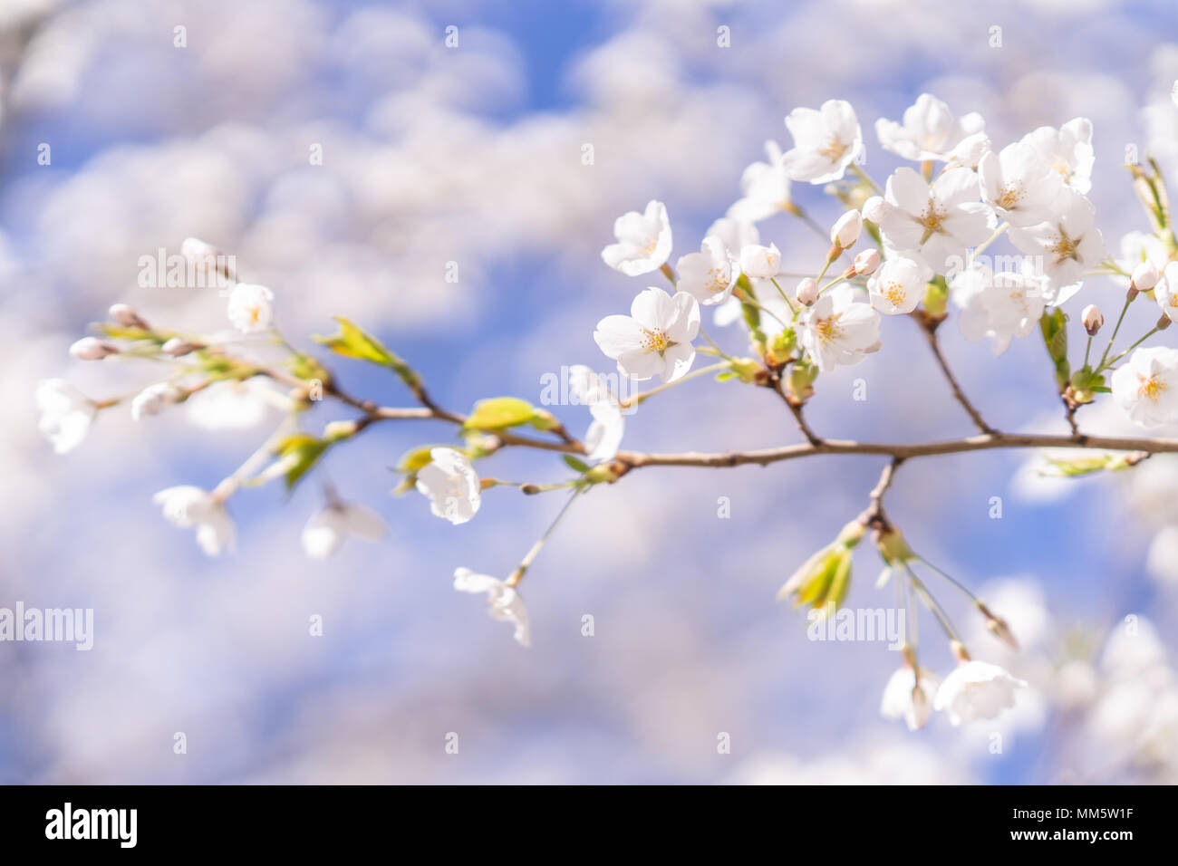 Ciliegia giapponese alberi in fiore nella luce del mattino. Sole primaverile in High Park, Toronto. Foto Stock