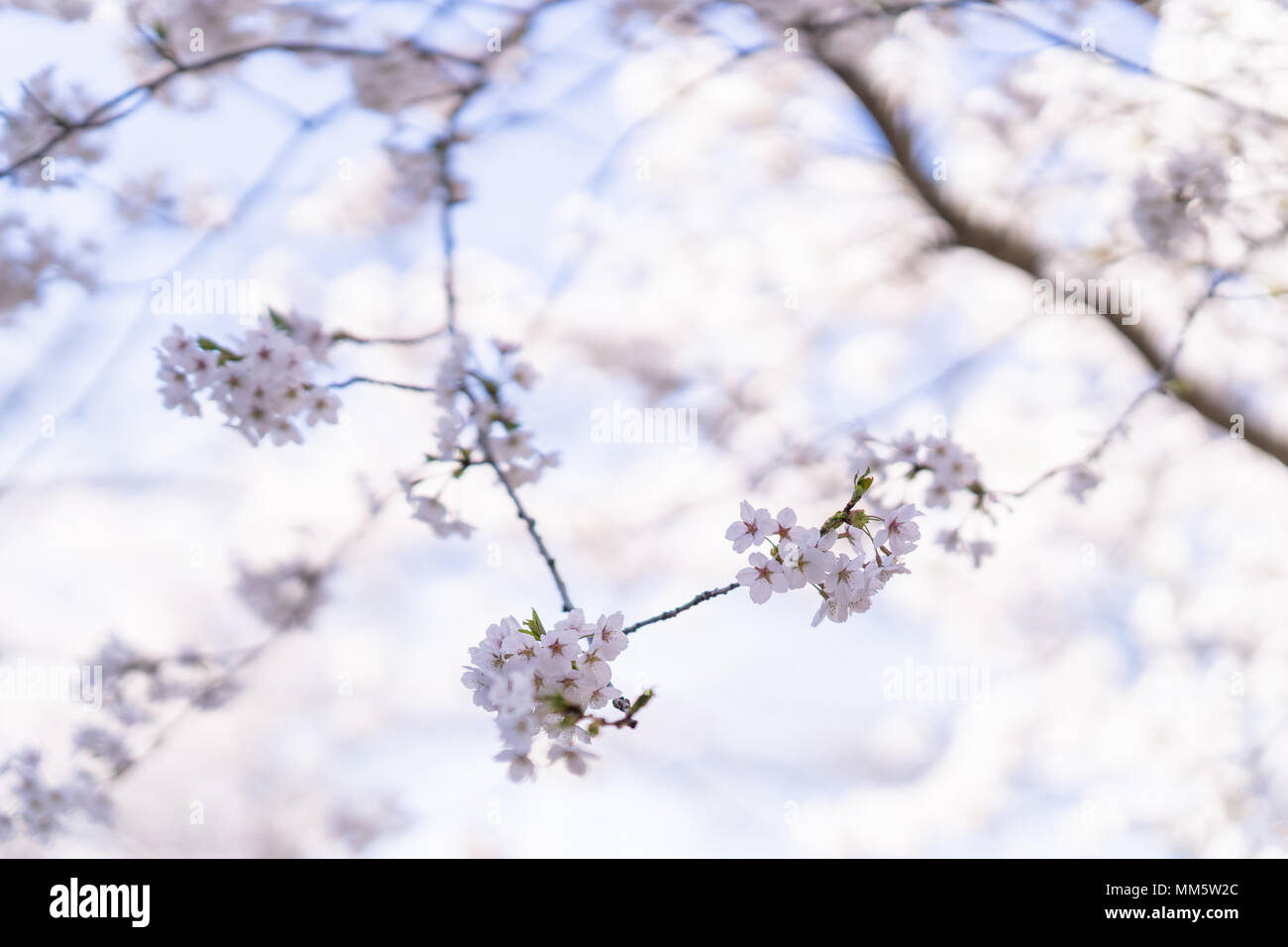 Ciliegia giapponese alberi in fiore nella luce del mattino. Sole primaverile in High Park, Toronto. Foto Stock