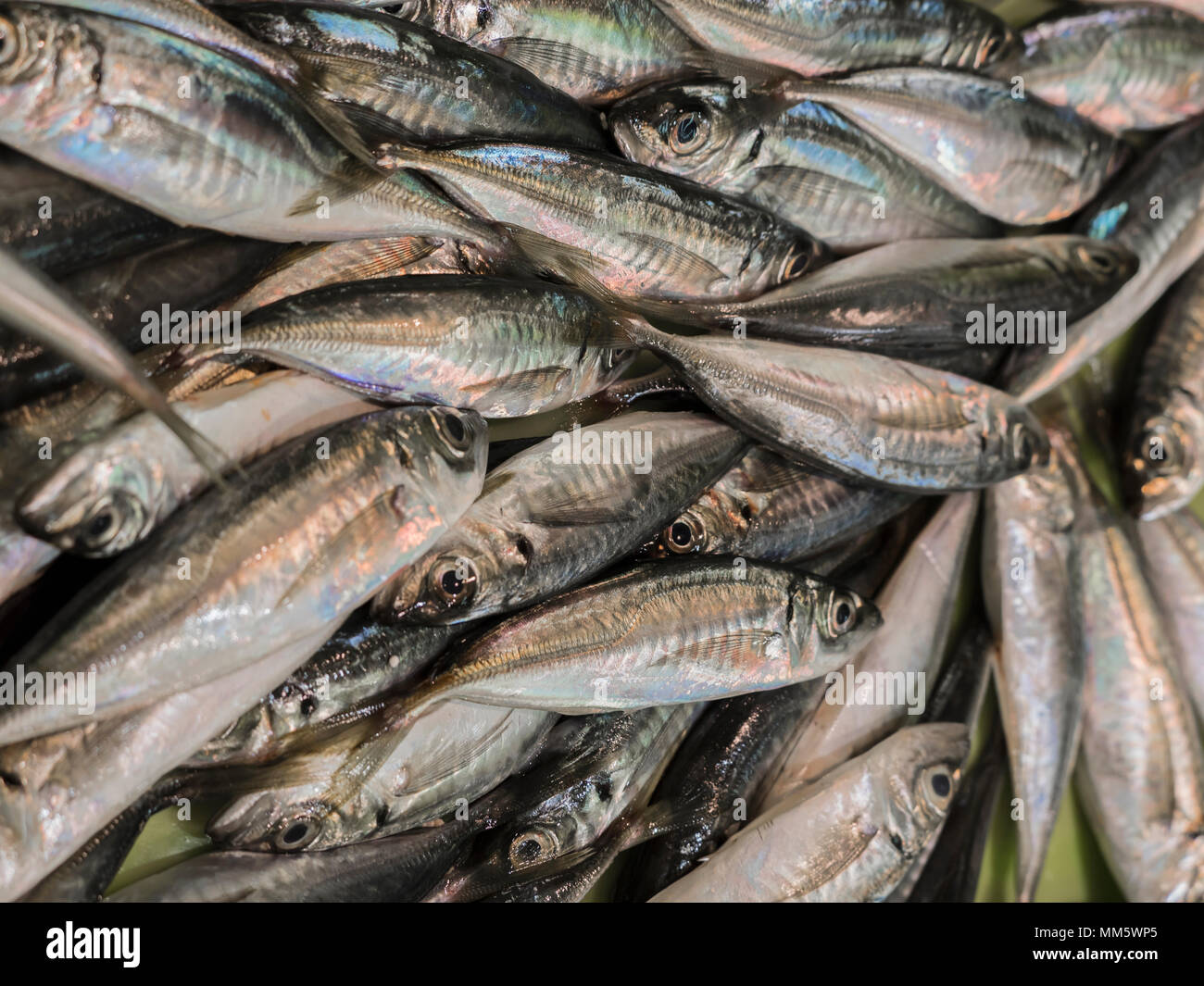 Unione delle sardelle in vendita al mercato del pesce Foto Stock