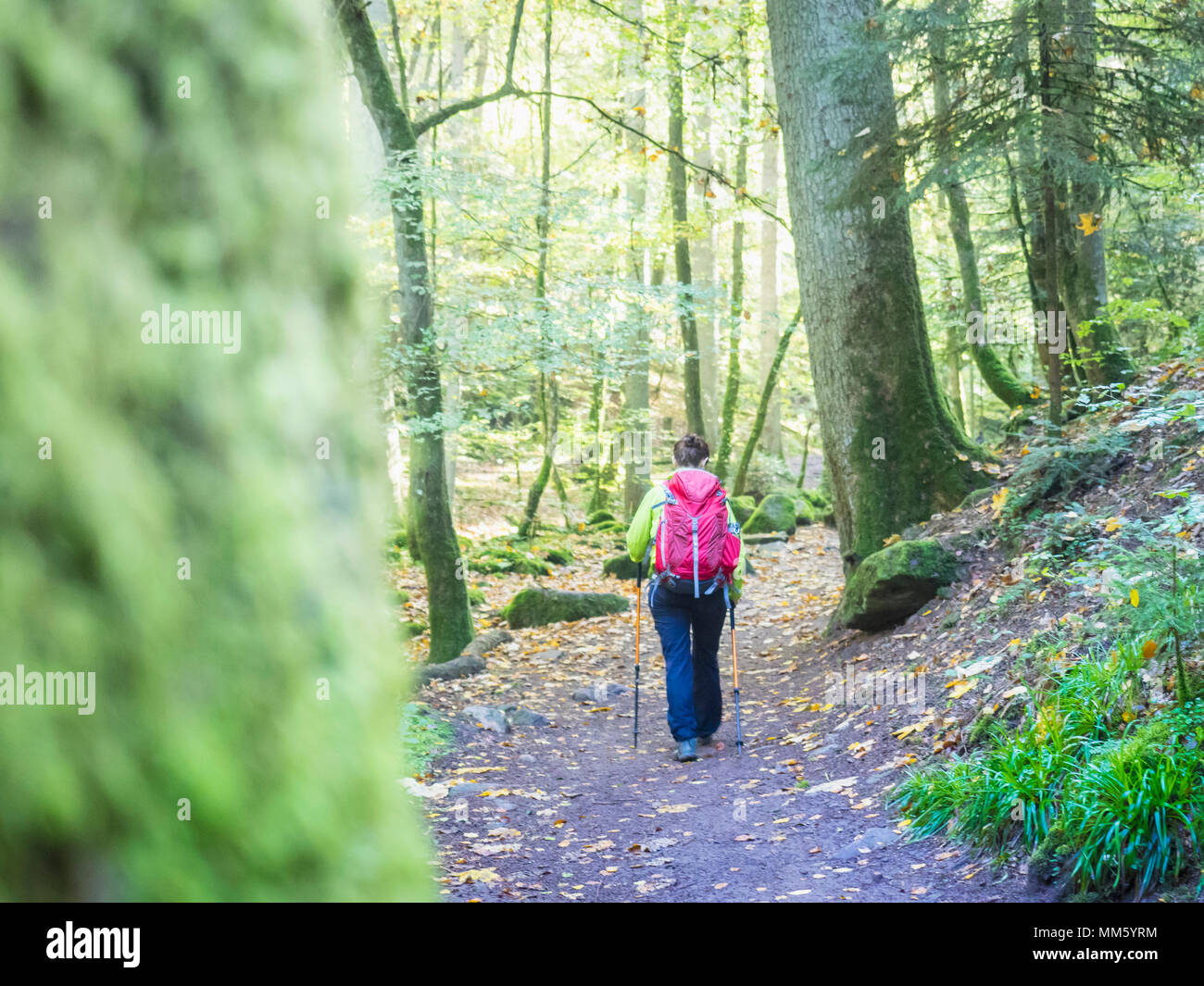 Donna sul tour escursioni nella Foresta Nera settentrionale, Monbachtal, 'Bad Liebenzell', Baden-Württemberg, Germania Foto Stock