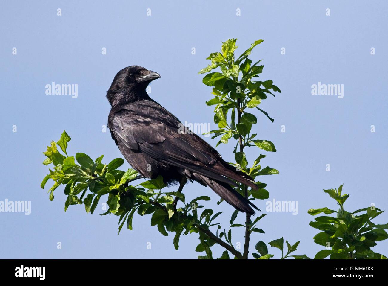 Carrion crow, un membro della famiglia Corvid, East Sussex, Regno Unito Foto Stock