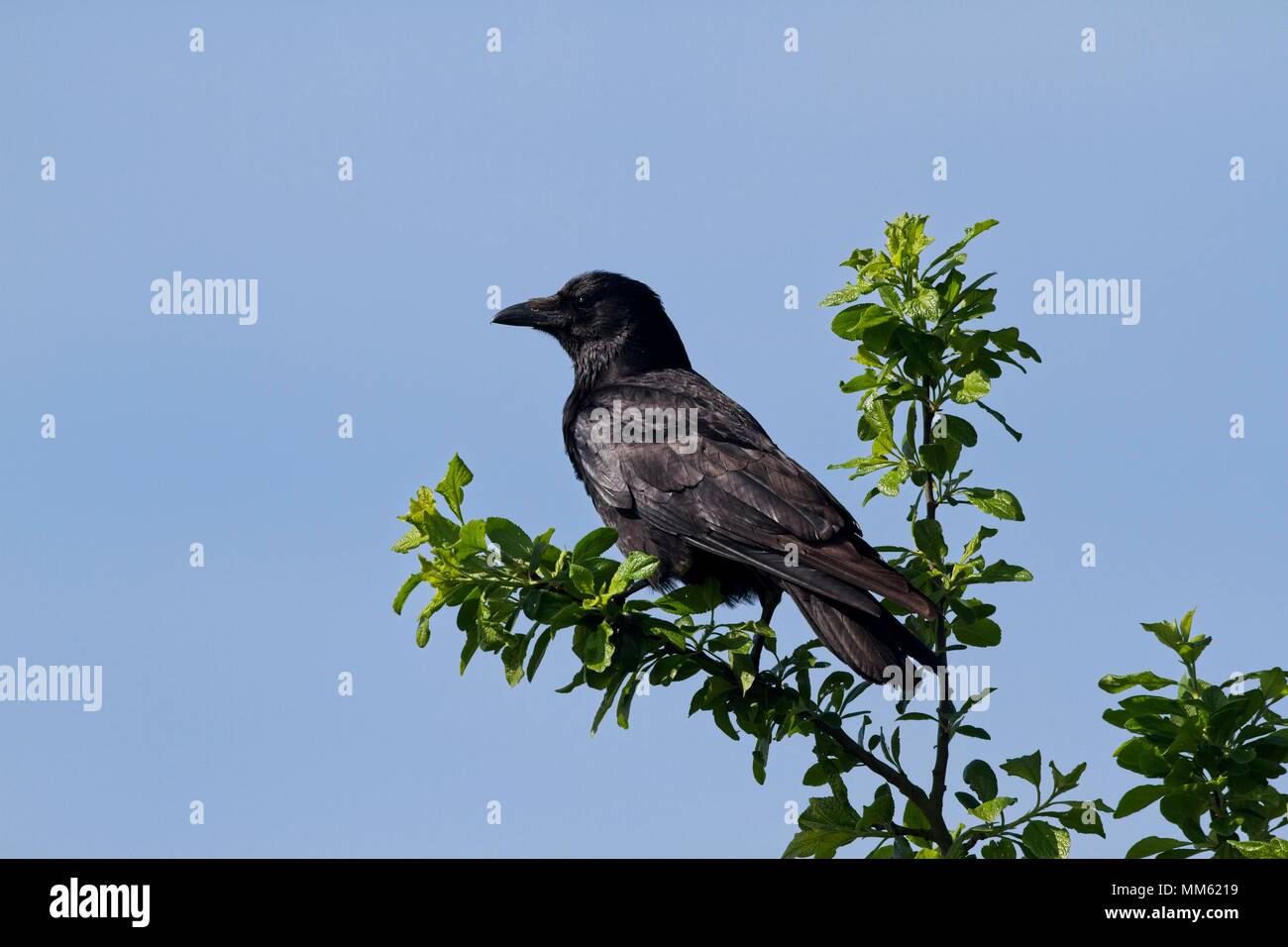 Carrion crow, un membro della famiglia Corvid, East Sussex, Regno Unito Foto Stock