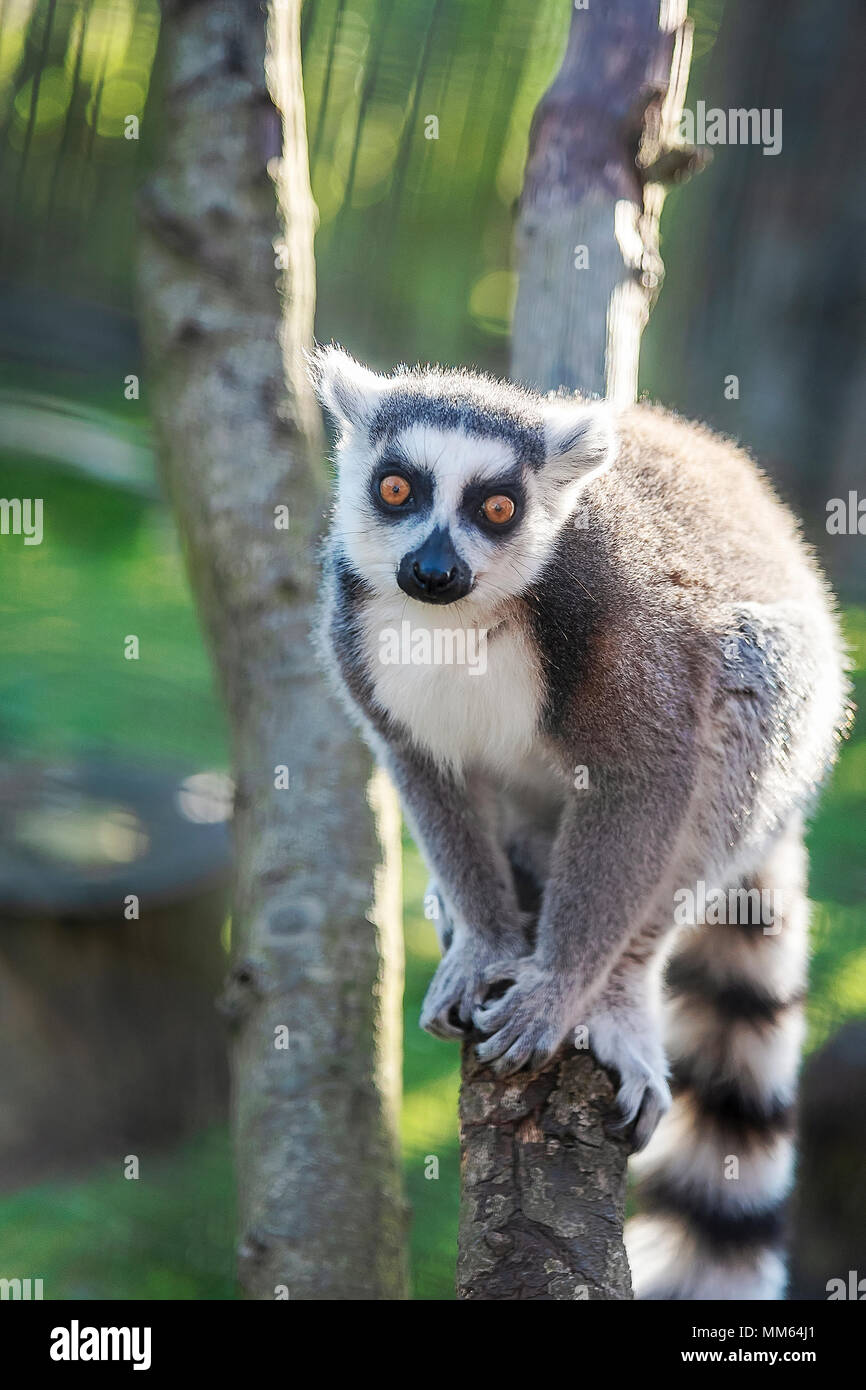 Anello di lemuri codato sono i primati si trova solo nell'isola africana del Madagascar e alcune piccole isole vicine. Foto Stock