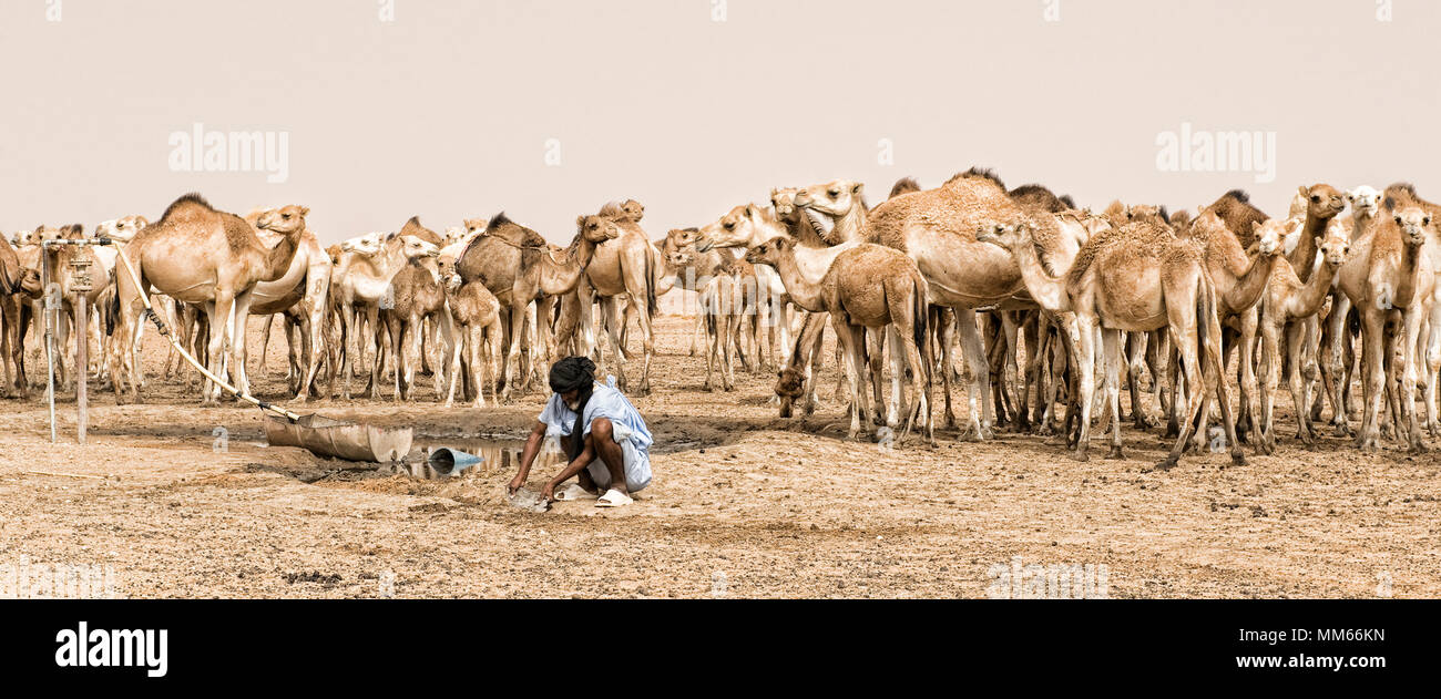 Uomo con i cammelli nel deserto Saharah Foto Stock