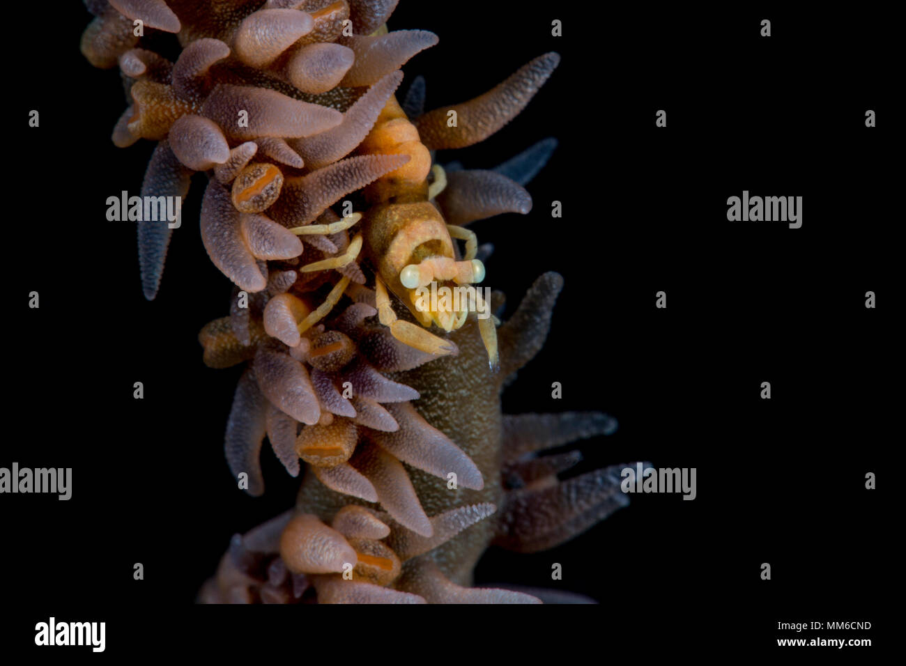 Zanzibar frusta Coral gamberi con polipi (Dasycaris zanzibarica), Bali, Indonesia Foto Stock