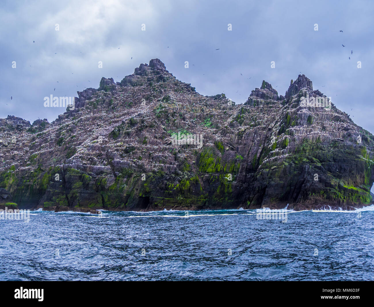 Le Isole Skellig - Puffin Island wildlife Foto Stock