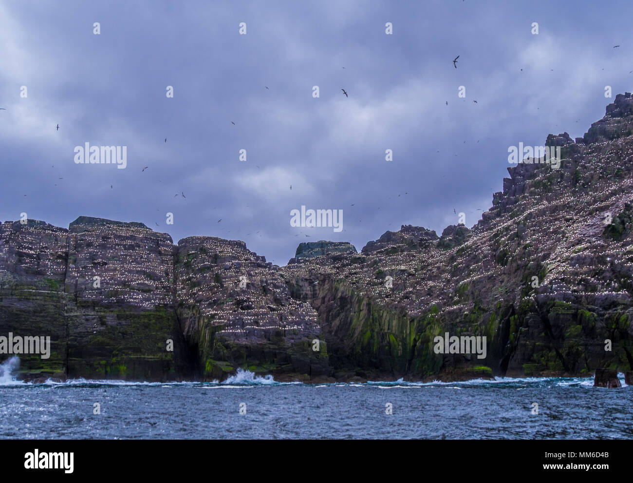 Le Isole Skellig - Puffin Island wildlife Foto Stock