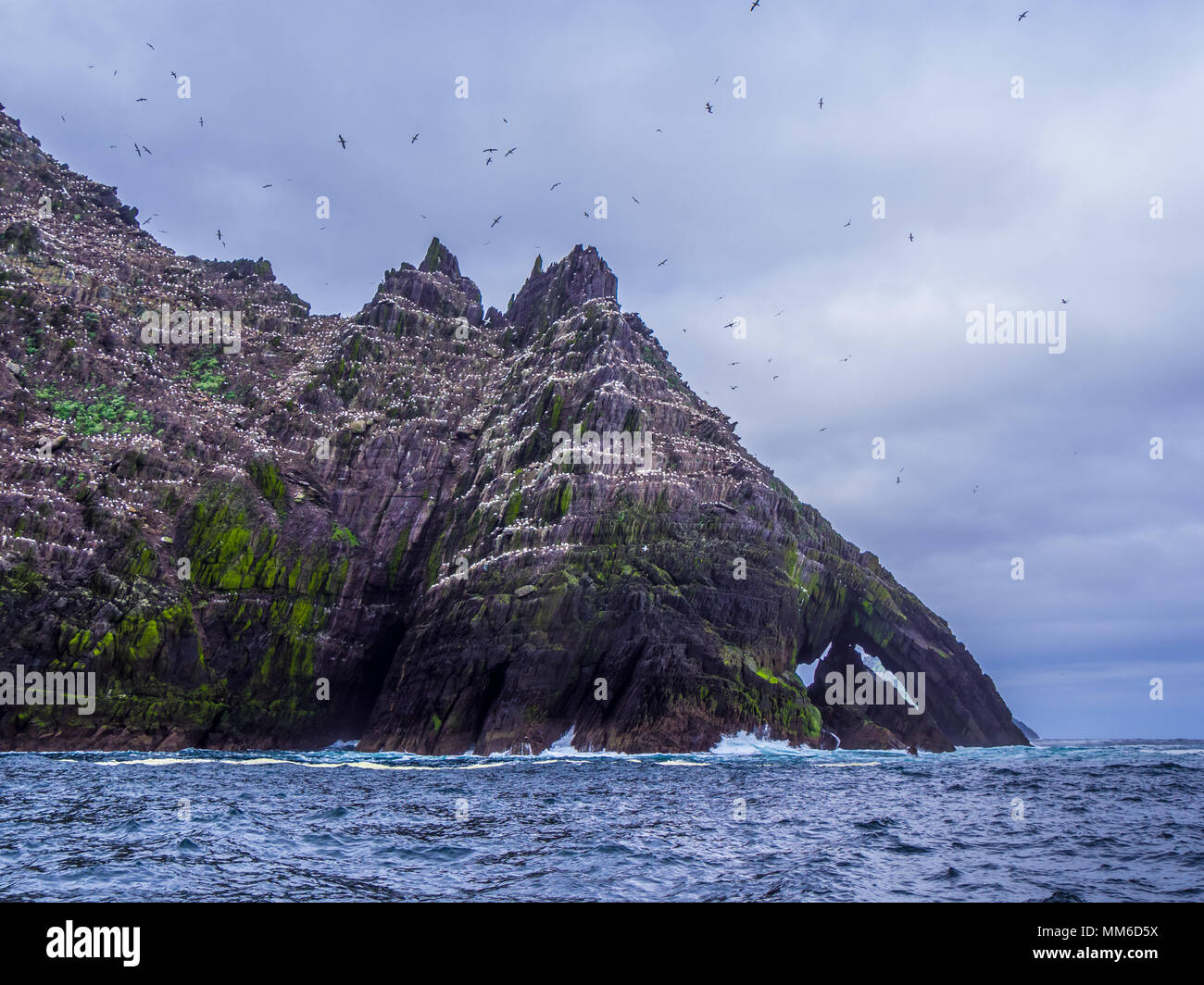 Le Isole Skellig - Puffin Island wildlife Foto Stock