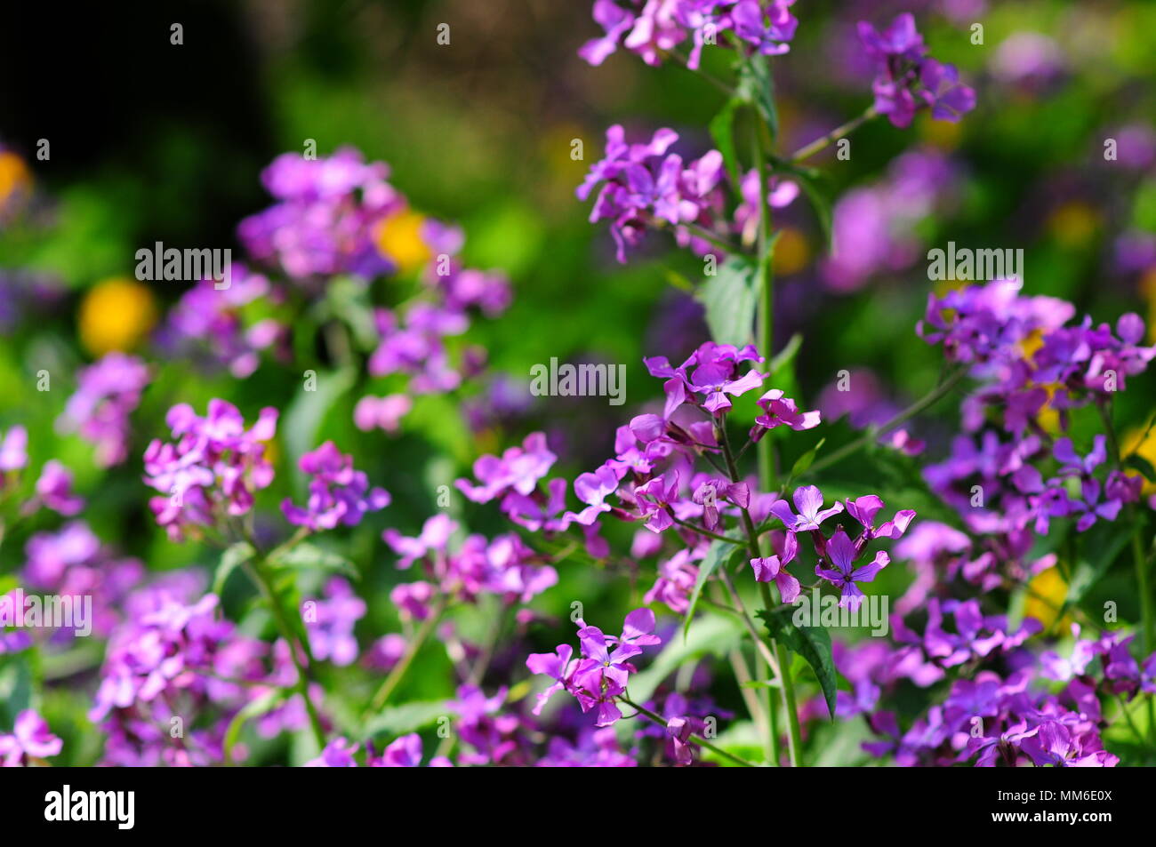 Viola reichenbachiana, primi dog-viola, o legno pallido viola Foto Stock
