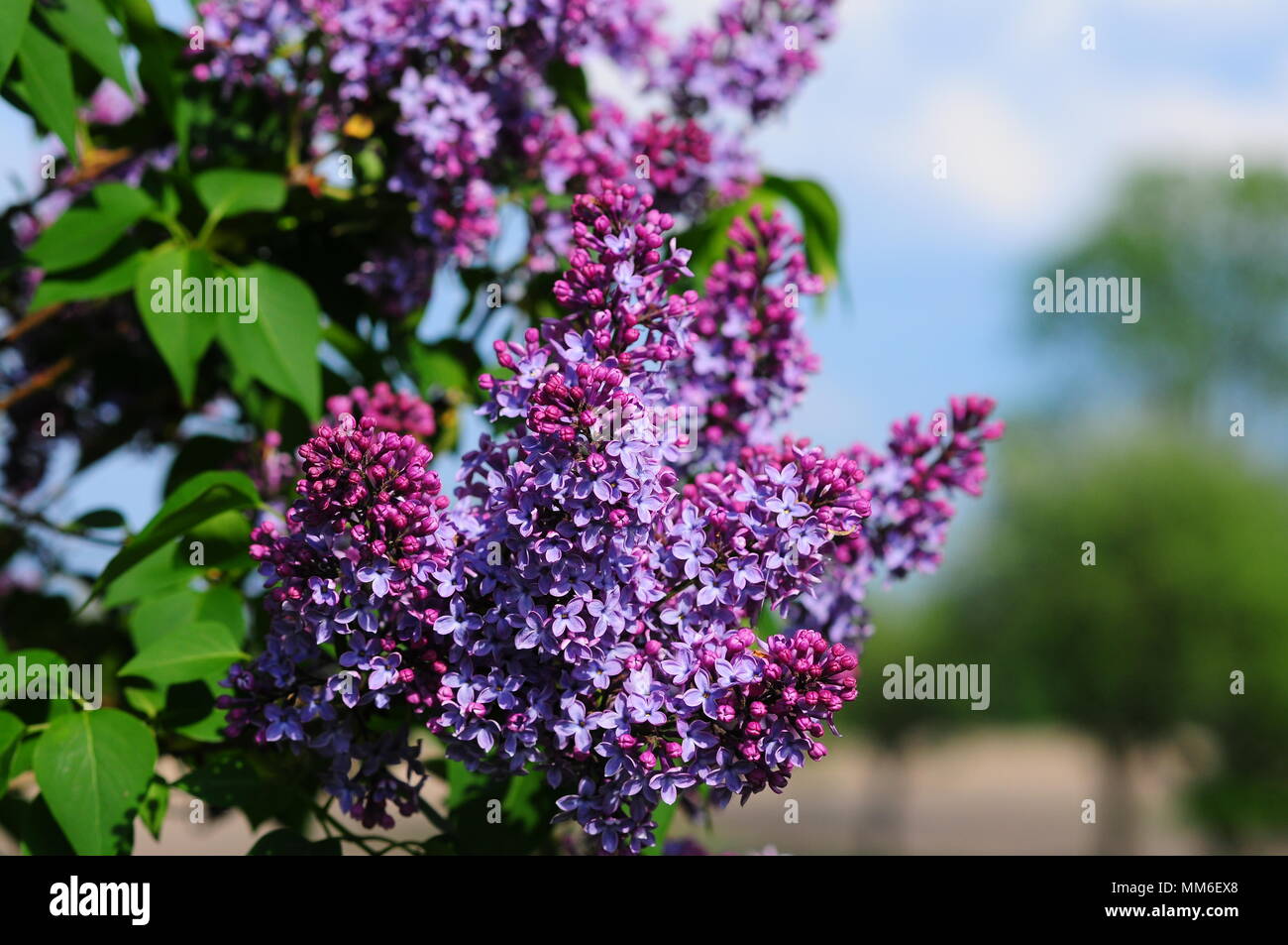 Syringa vulgaris (lilla o lilla comune) fiori sulla boccola in sun. Foto Stock