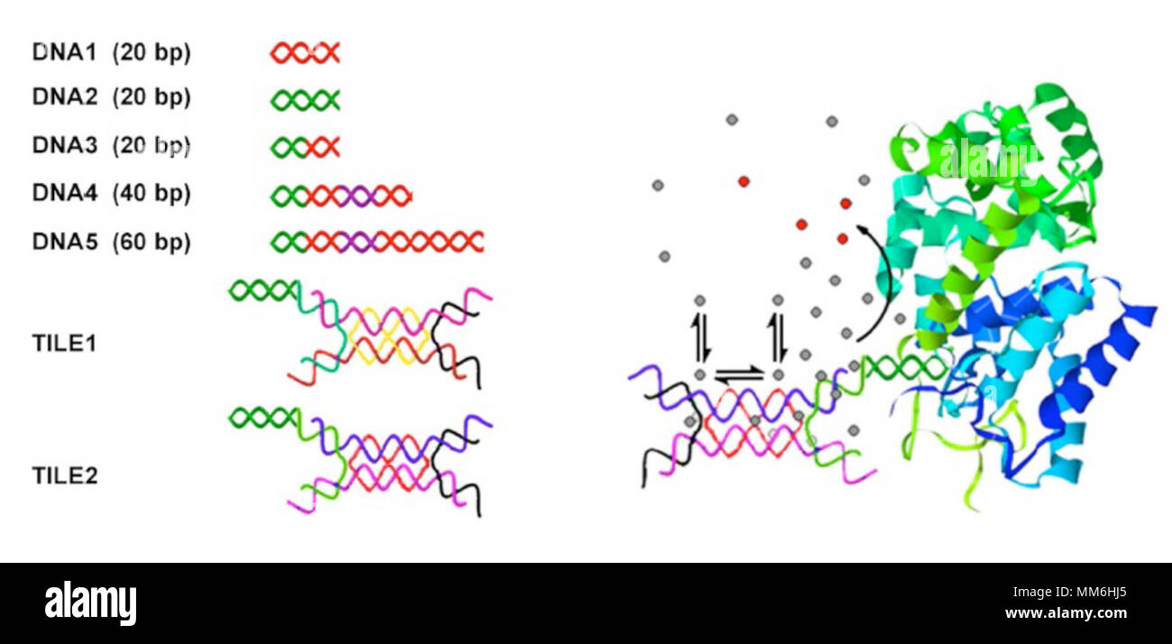 Locale aumentata concentrazione di substrato di enzima-nanostrutture di DNA come un risultato di substrato ingegnerizzati-interazioni DNA. Sinistra: le strutture di DNA utilizzato qui per esaminare gli effetti del substrato-DNA interazioni di legame sulla catalisi enzimatica. Filamenti colorati sono indicativi della sequenza. Destra: Rappresentazione di enzima-nanostrutture di DNA con un doppio crossover piastrella di DNA coniugati chimicamente ad un HRP. Il meccanismo del locale aumentata concentrazione di substrato e migliorato e catalisi è mostrato schematicamente: interazioni di legame tra i substrati di enzima e scaffold di DNA risultano in aumento lo Foto Stock