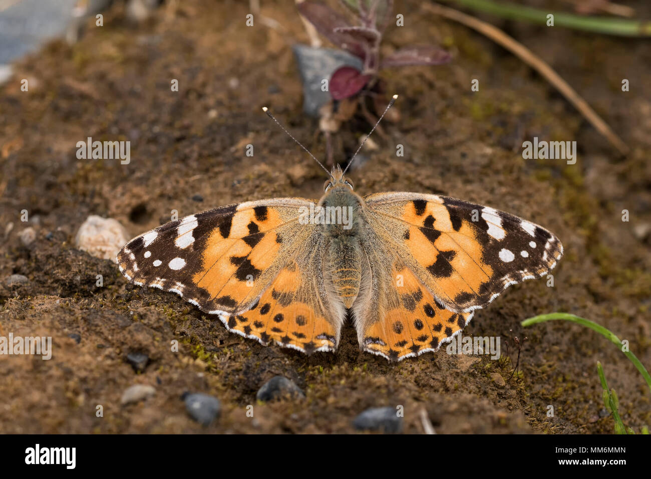Dipinto di Lady Butterfly (Vanessa cardui) di appoggio al suolo. Tipperary, Irlanda Foto Stock