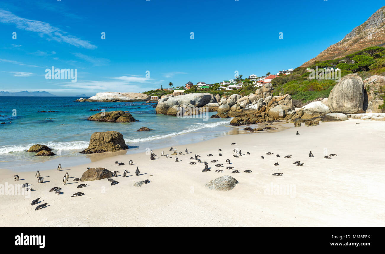 Un gruppo di pinguini africani o i pinguini Jackass (Spheniscus demersus) recante sulla spiaggia del masso riserva naturale vicino a Cape Town, Sud Africa. Foto Stock