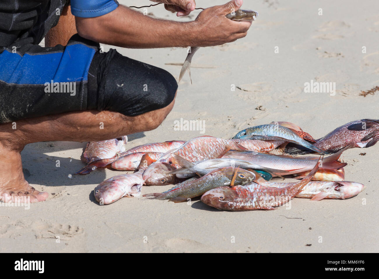 Pulizia del pescatore i pesci morti sulla sabbia in spiaggia, Havana, Cuba Foto Stock