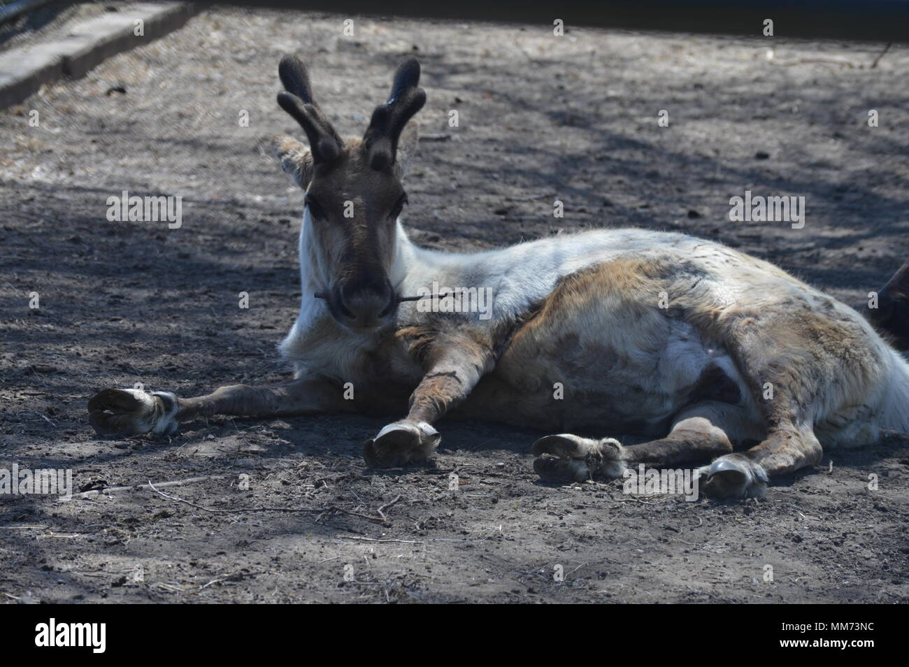 La renna posa sulla terra Foto Stock