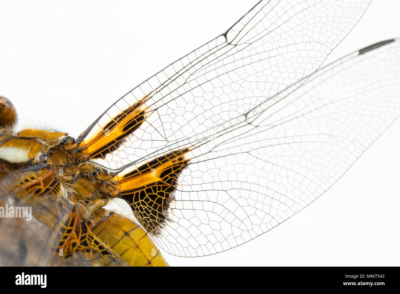 Un ampio e corposo chaser dragonfly, Libellula depressa, fotografato il 9 maggio a nord del Dorset England Regno Unito. Quando escono dalla fase di ninfa sia maschi un Foto Stock