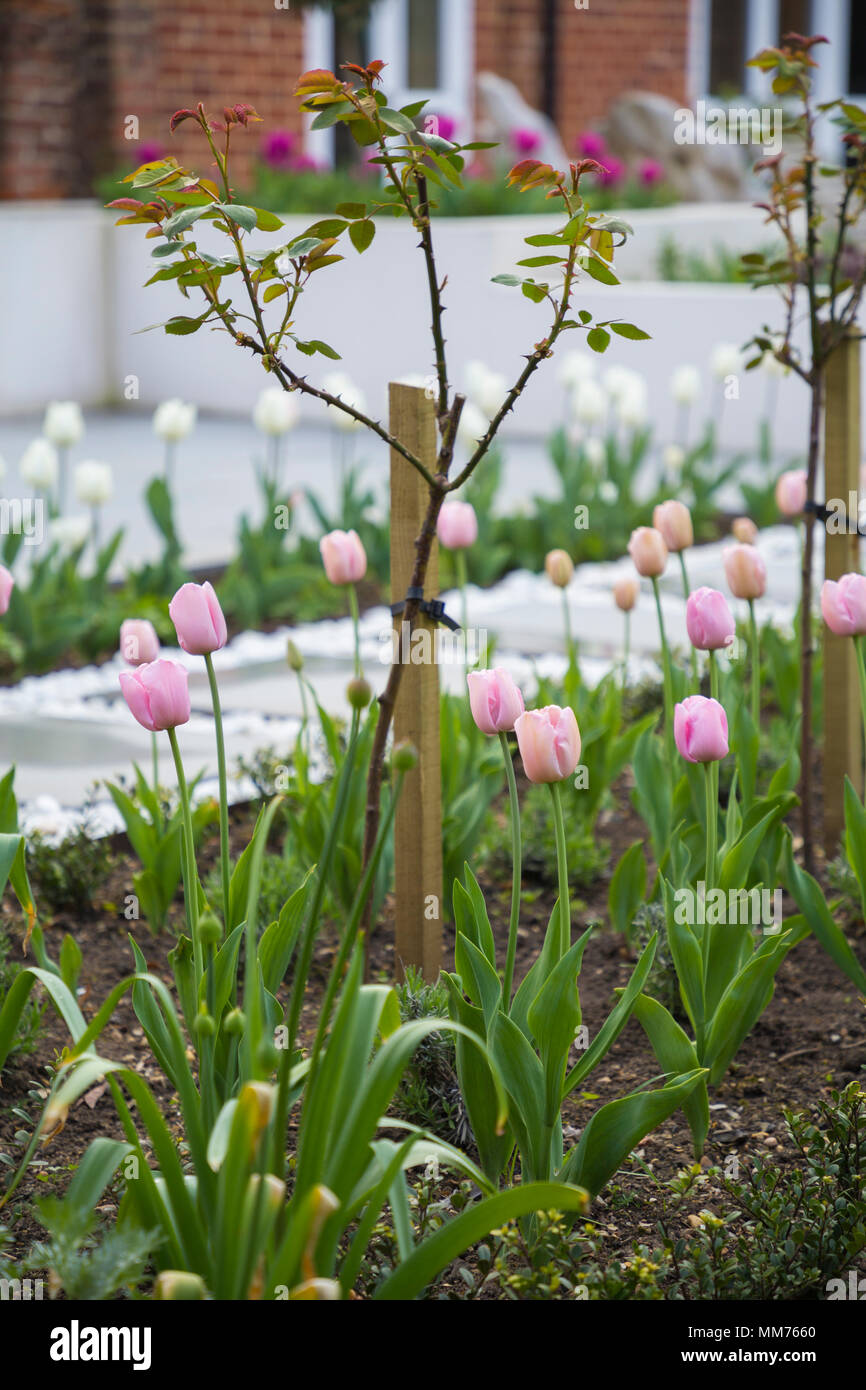 Standard di mezza Rosa "Stella Polare" underplanted con Tulipa "diamante rosa". Credits: Design by Zinnia Garden Design. Costruzione per 4 paesaggi di vita Foto Stock