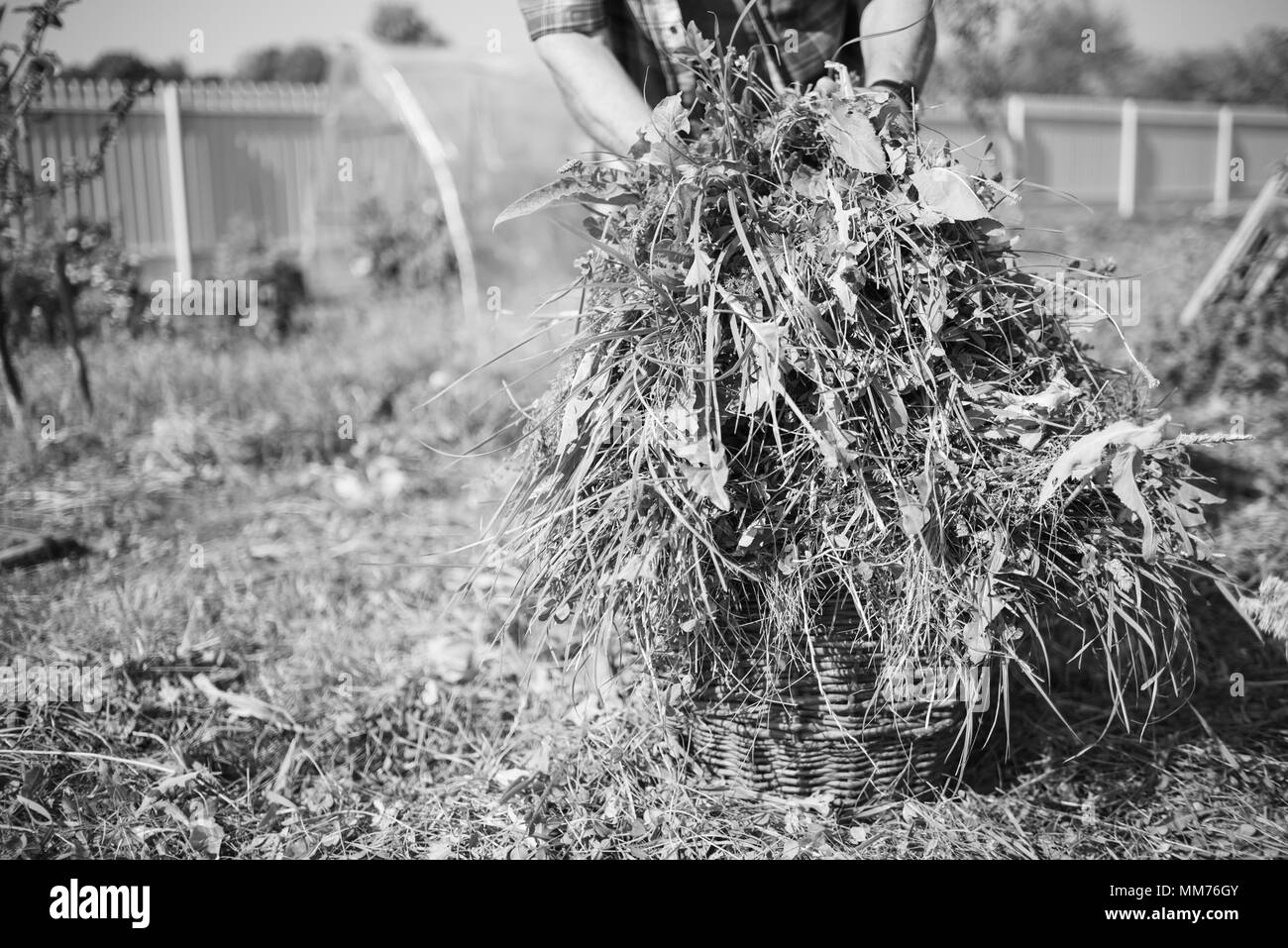 Erba fresca in un cestello tagliata via mano falce, vecchio uomo sullo sfondo, effetto monocromo Foto Stock