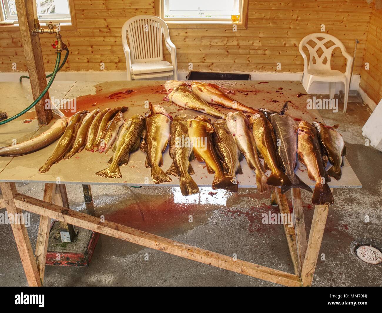 Appena catturati merluzzi carbonari su un tavolo di plastica stampato con altre catture. Il pesce ultimo apre la sua bocca e boccheggiato. Foto Stock