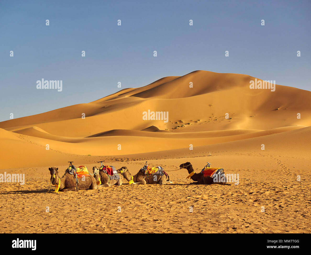 I cammelli con luminosi nazionale selle africana giacciono sulla sabbia, sullo sfondo la duna, il deserto del Sahara. Foto Stock