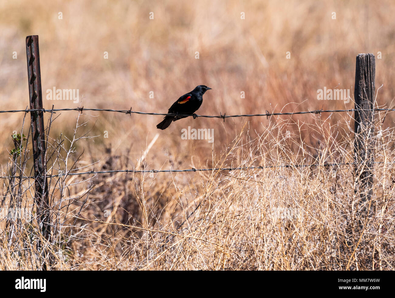 Rosso-winged blackbird (Agelaius phoeniceus); sul ranch recinzione; central Colorado; USA Foto Stock