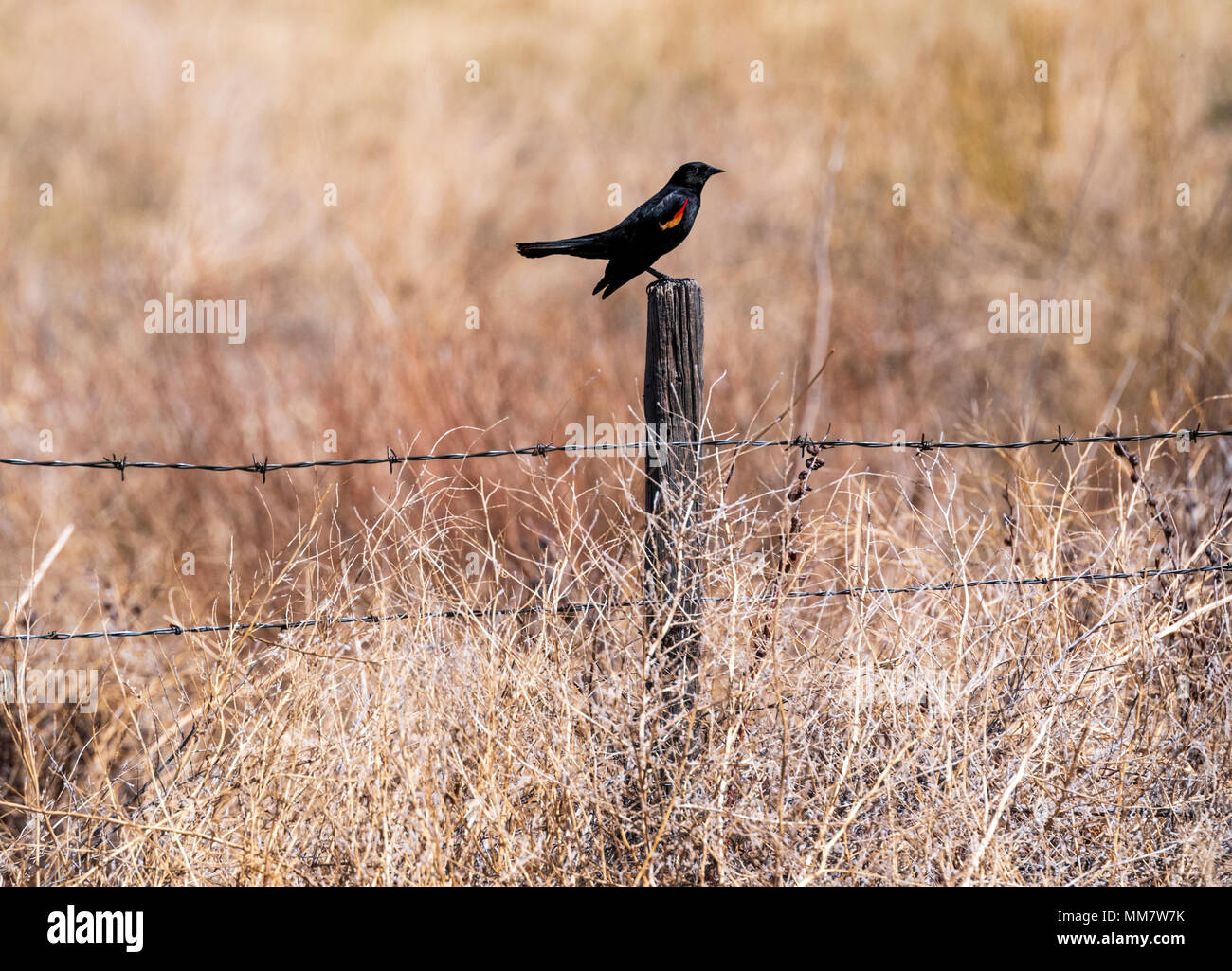 Rosso-winged blackbird (Agelaius phoeniceus); sul ranch recinzione; central Colorado; USA Foto Stock