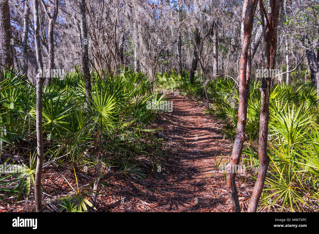 Un sentiero attraverso una fitta foresta di palmetto e alberi coperti di muschio Spagnolo. Foto Stock