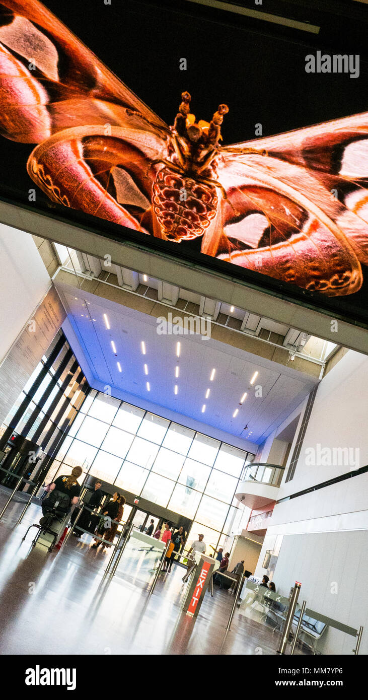 Soffitto LED Media al livello della lobby 1, guardando verso il lobby e l'entrata, Boston Museum of Science Yawkey galleria sul fiume Charles Foto Stock