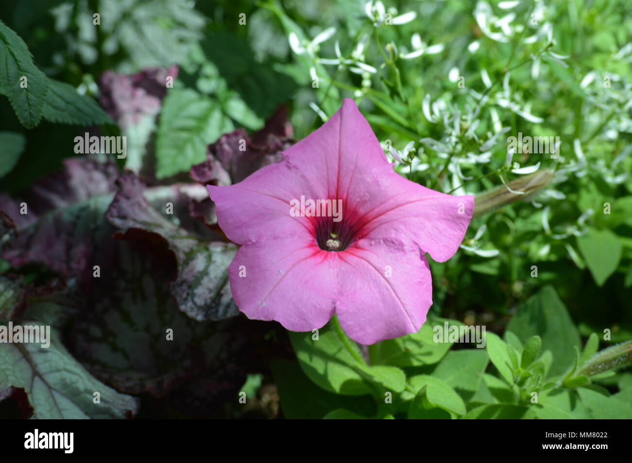 Nelle petunie crescente in giardino Foto Stock
