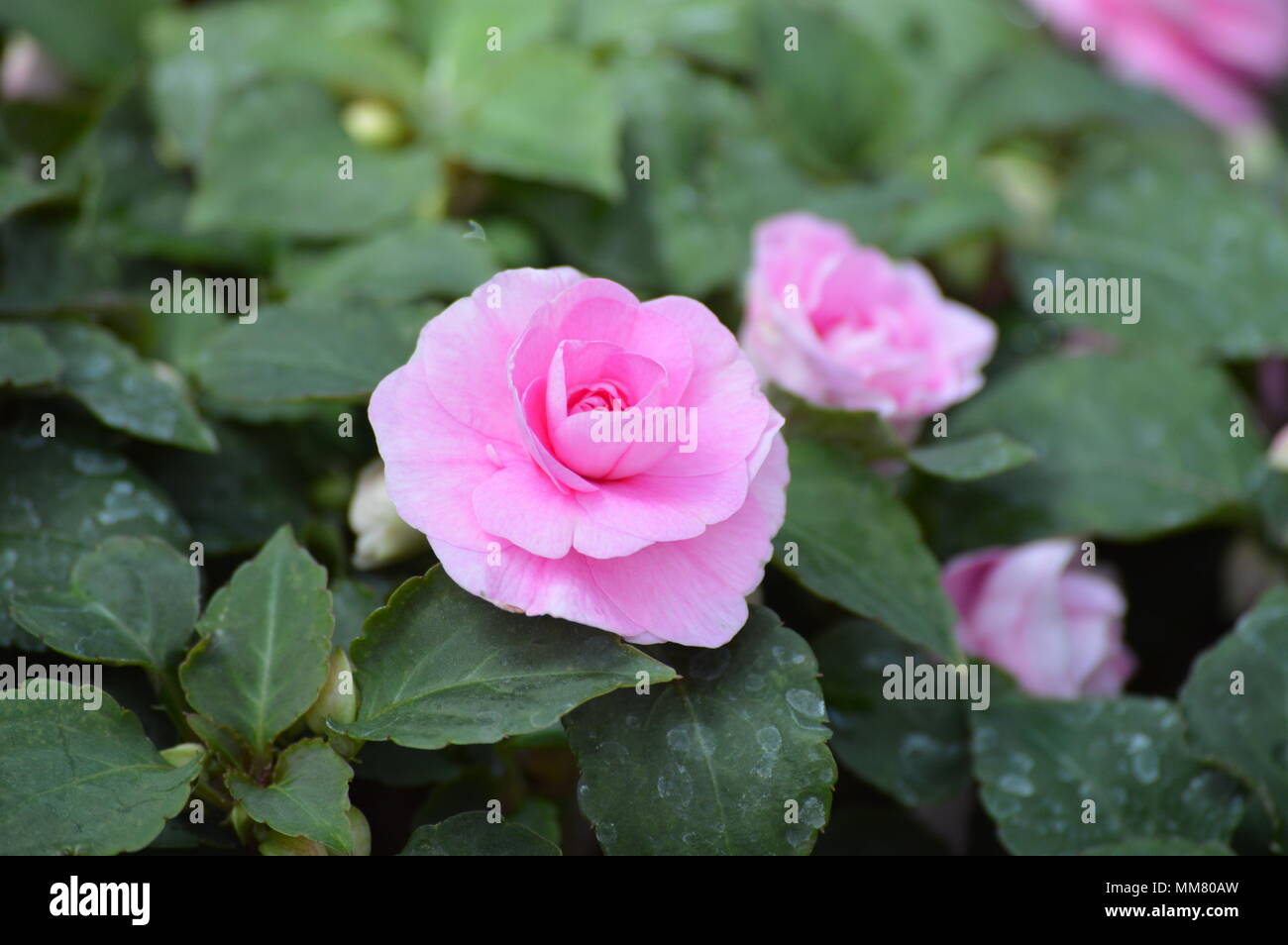 Impatiens fiori nel giardino Foto Stock
