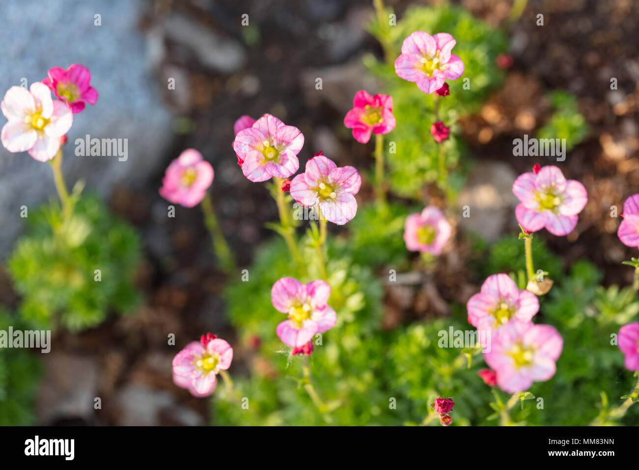 'L'Allegria' Arend la Sassifraga, Rosenbräcka (Saxifraga arendsii) Foto Stock