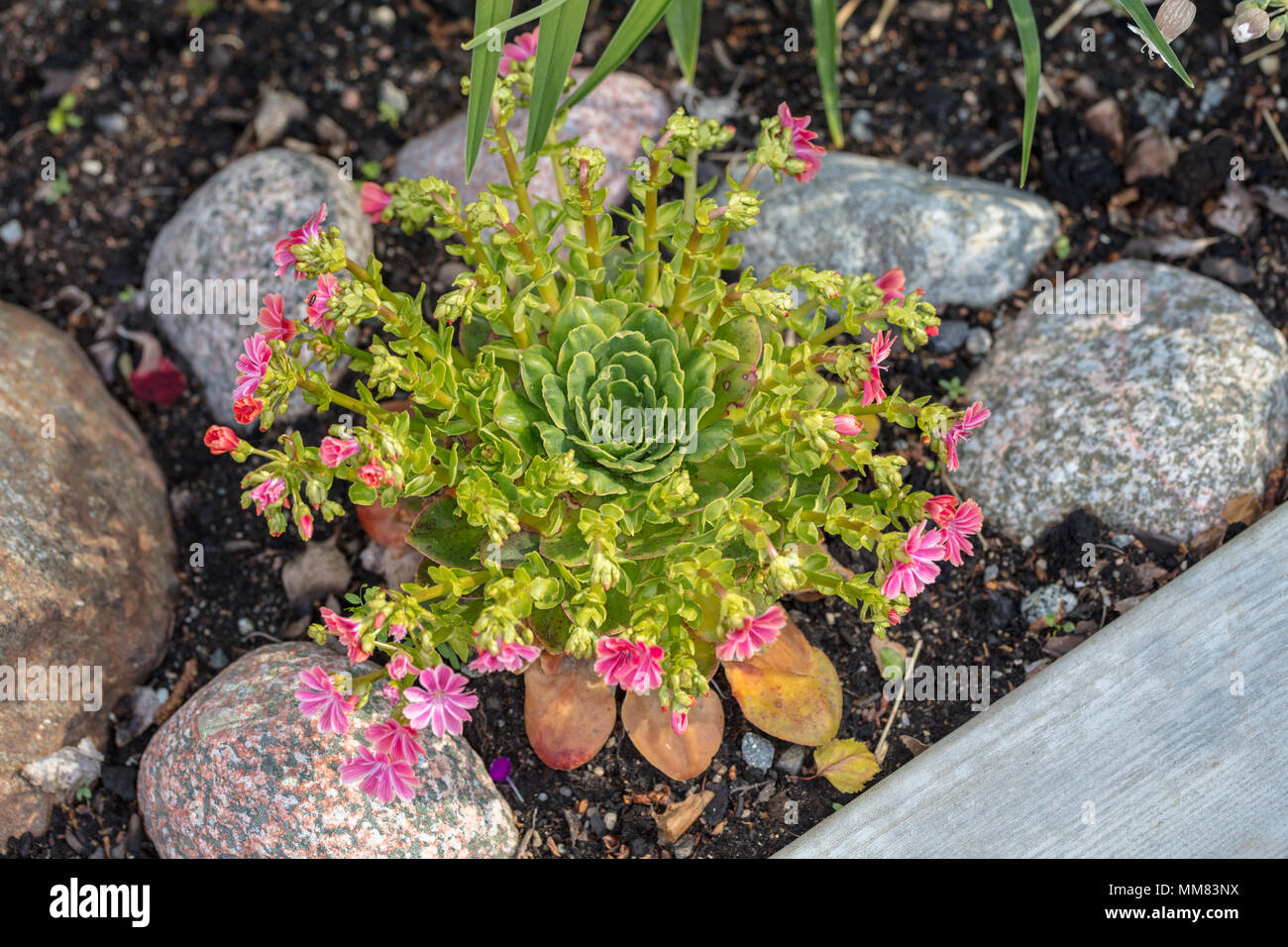 'Mountain Dreams' Cliff Maids, Broklewisia (Lewisia cotiledone) Foto Stock