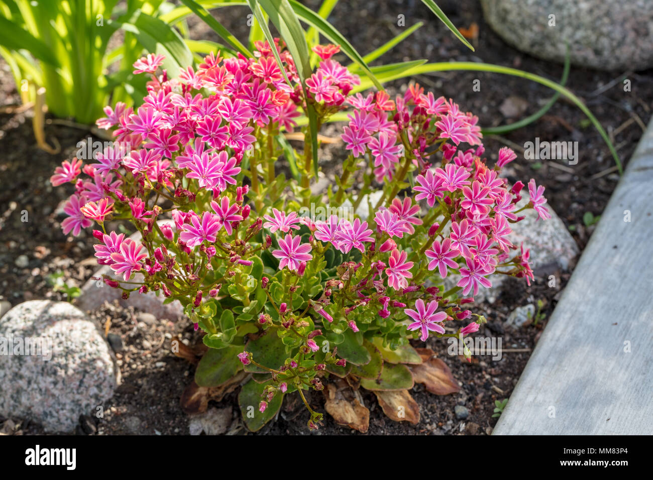 'Mountain Dreams' Cliff Maids, Broklewisia (Lewisia cotiledone) Foto Stock